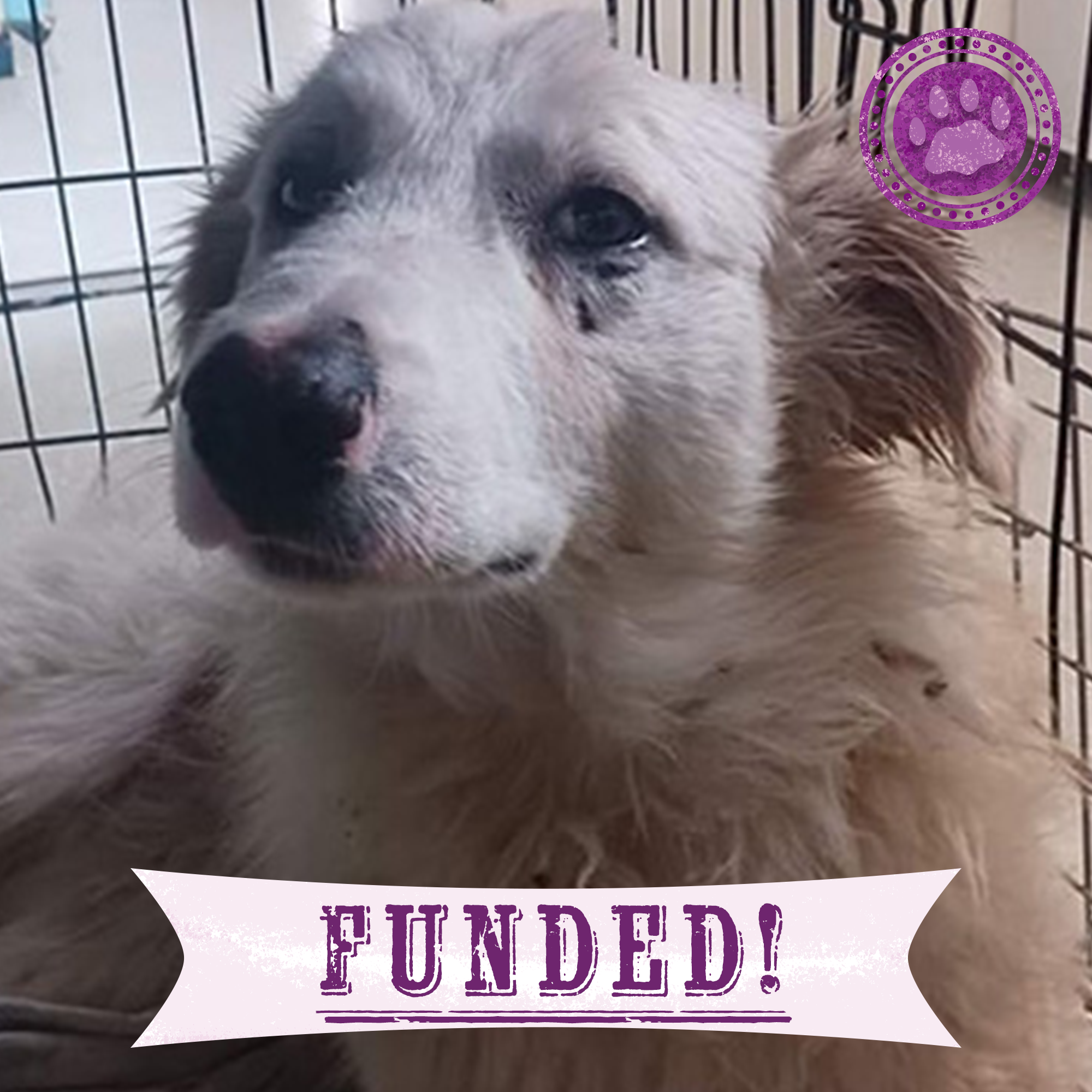 Funded: Help Heal Otti’s Broken Spine、mySite、camillekostekn