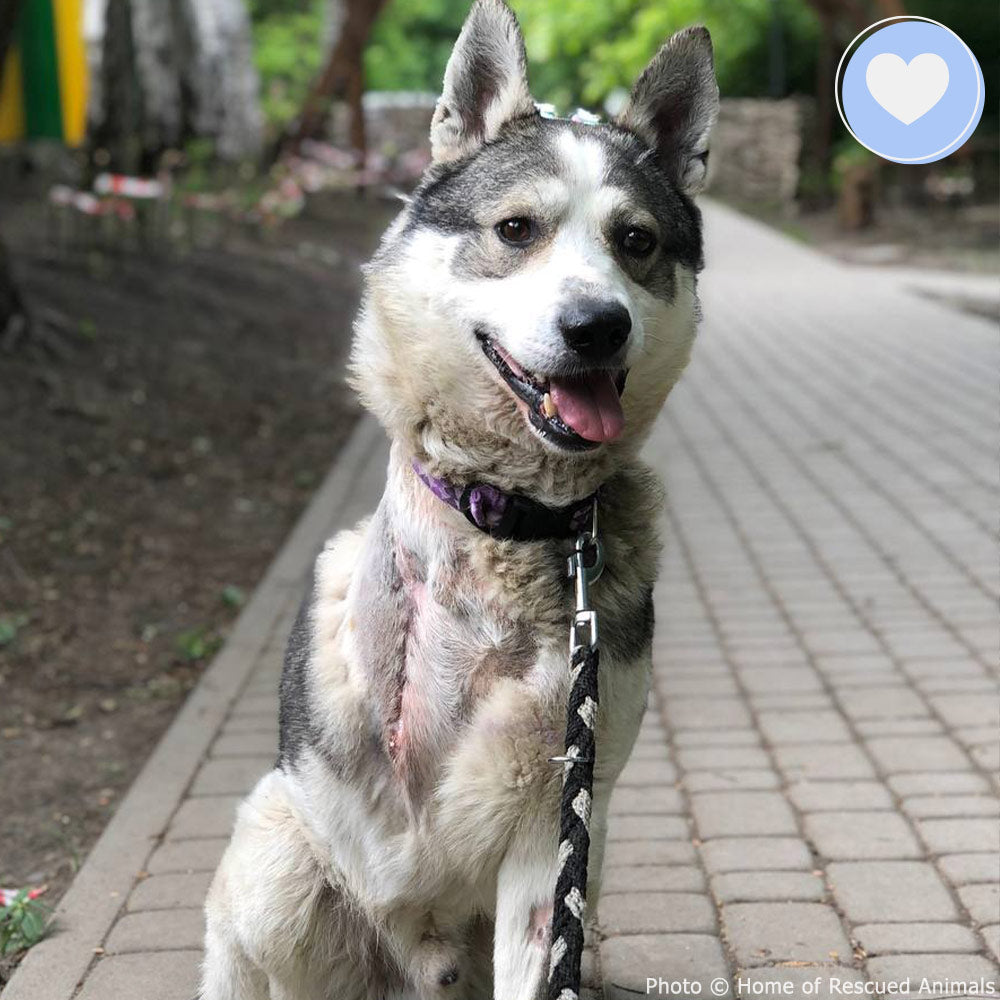 Funded: Zubik was Injured in a Missile Strike: You Can Help、mySite、camillekostekn