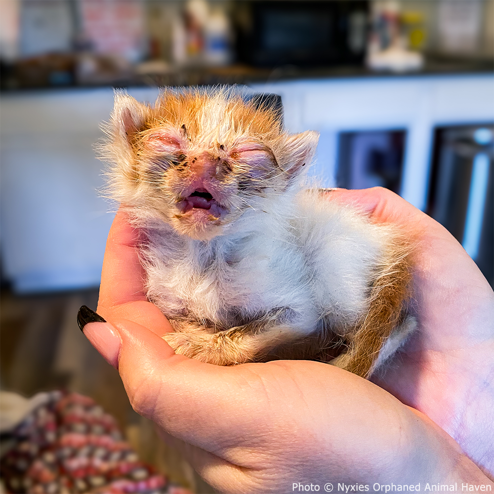 National Feed a Rescue Pet Week - Provide 3 Million Meals for Pets in Need、mySite、camillekostekn