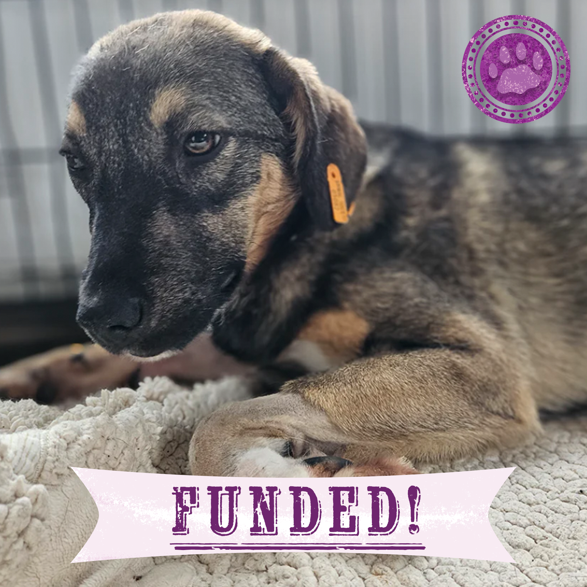 Funded: Alice Was Shot: Help Save Her Life、mySite、camillekostekn