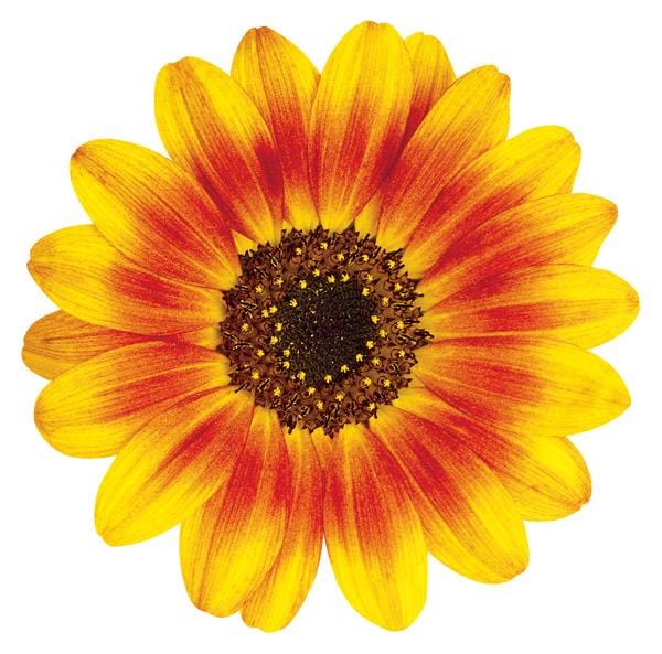  Note Card - Ornamental Sunflower、mySite、ghnorth