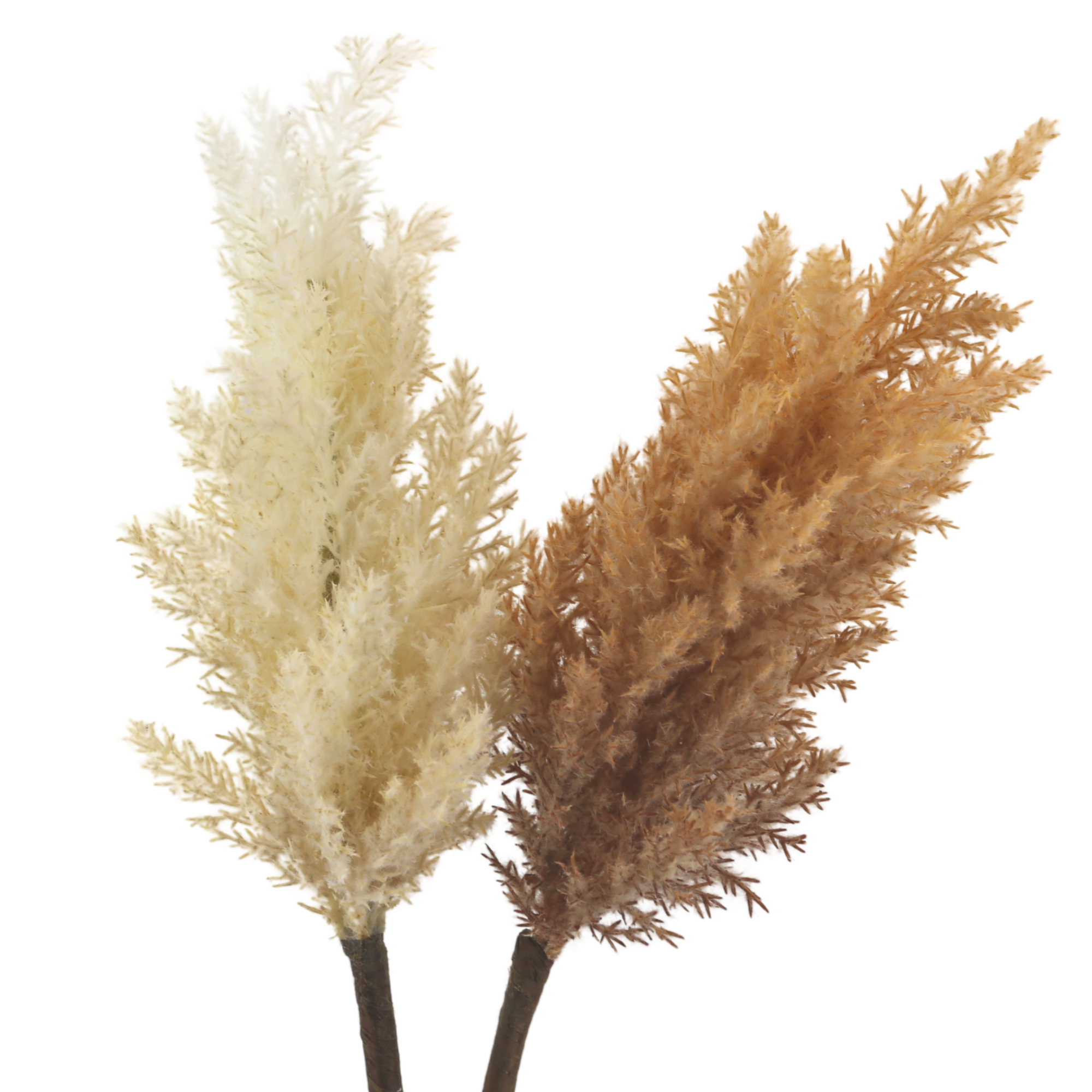  Pampas Flower、mySite、elrpsem3k