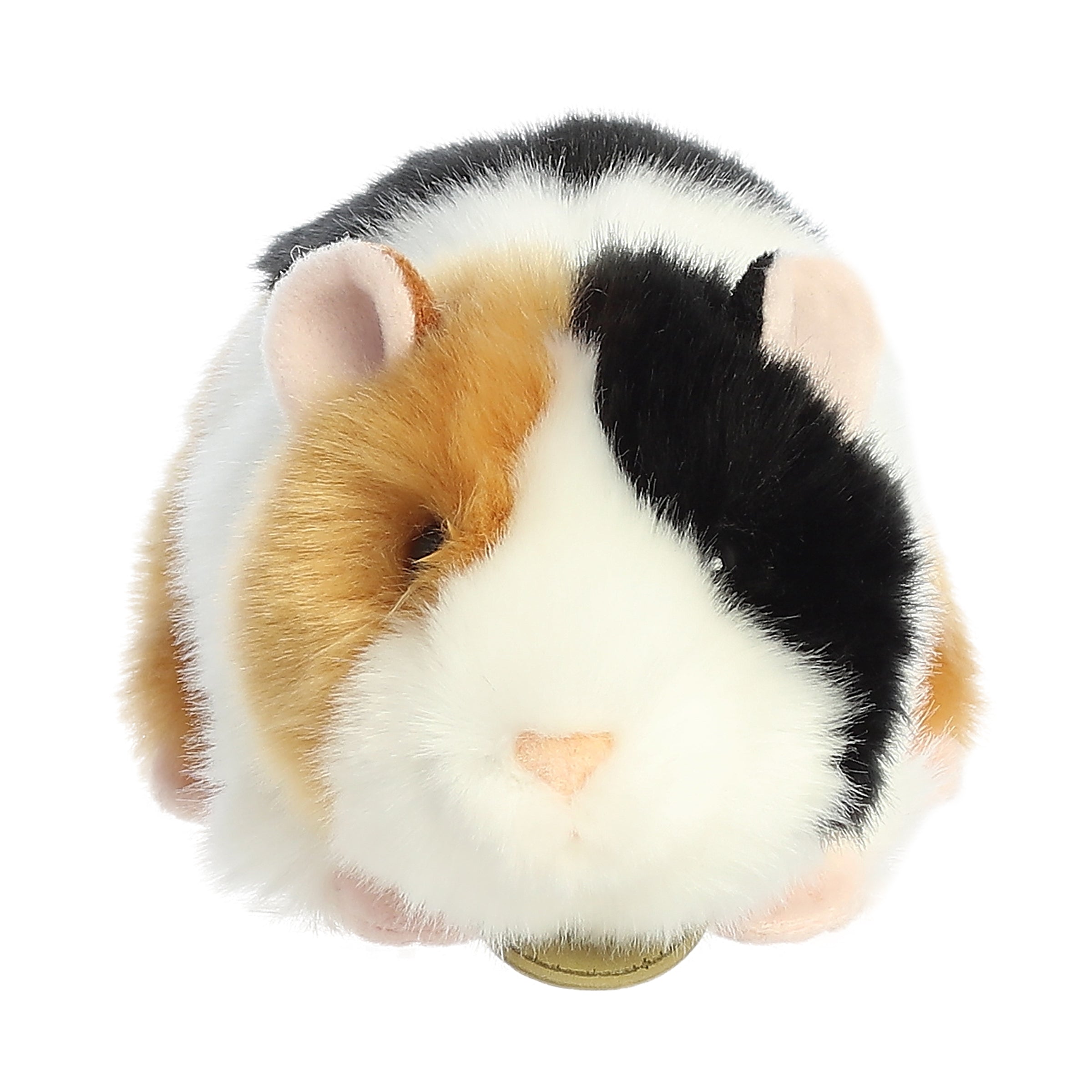 Aurora® - Miyoni® - 7.5 American Guinea Pig、mySite、g9winljtr