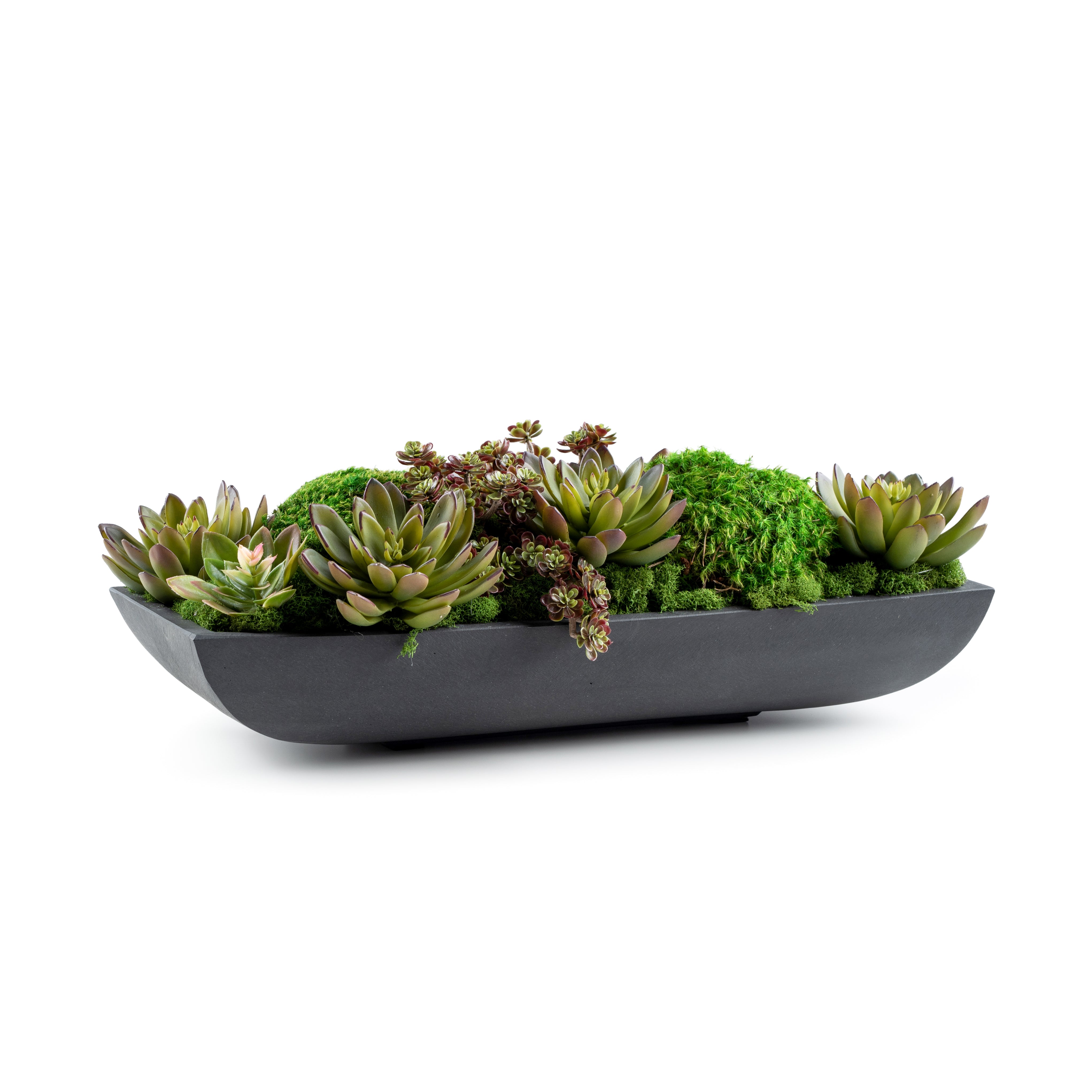 DH Moss Succulents Pot、mySite、elrpsem3k