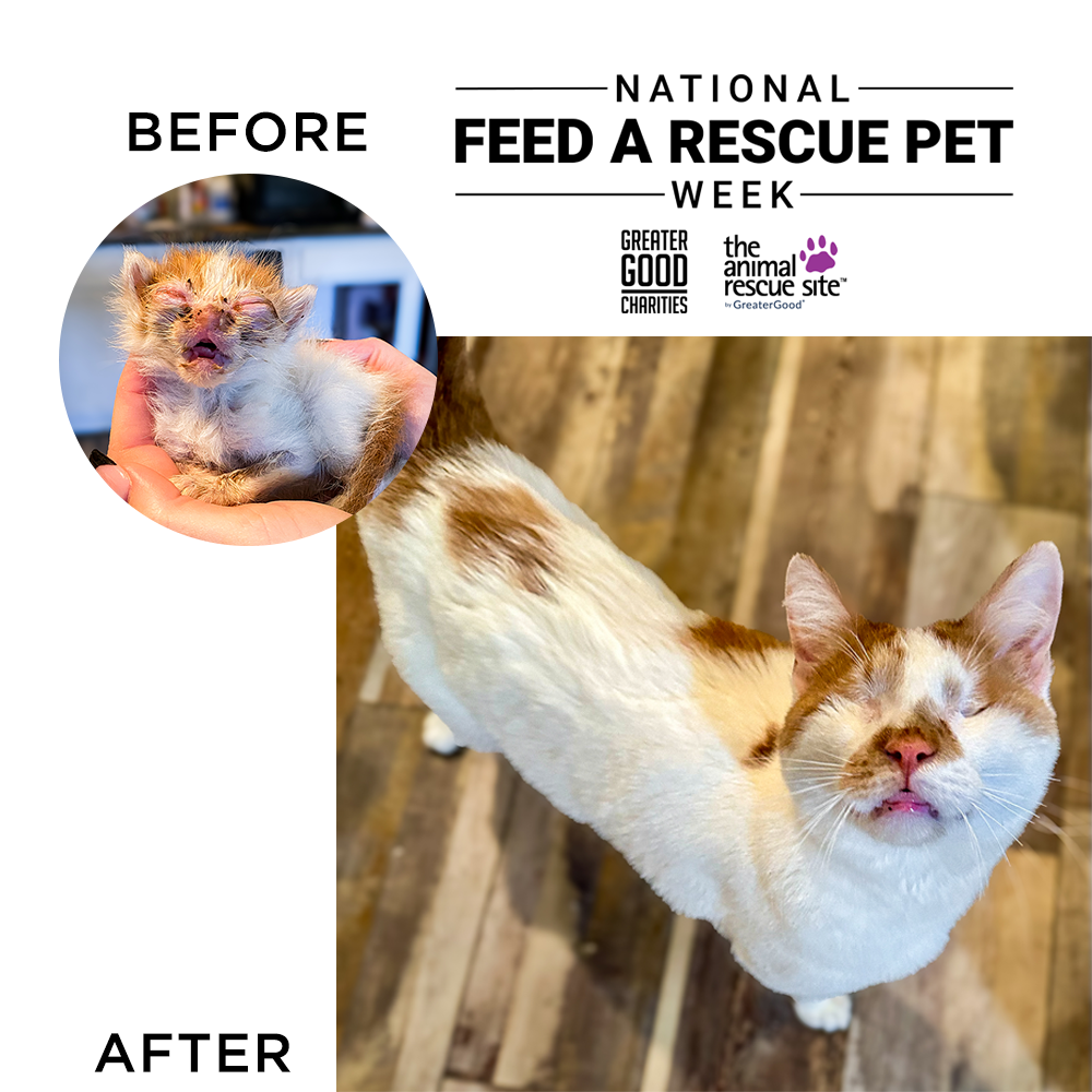 National Feed a Rescue Pet Week - Provide 3 Million Meals for Pets in Need、mySite、camillekostekn