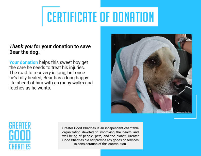 Funded: Support Bear as He Recovers From Severe Burns、mySite、camillekostekn