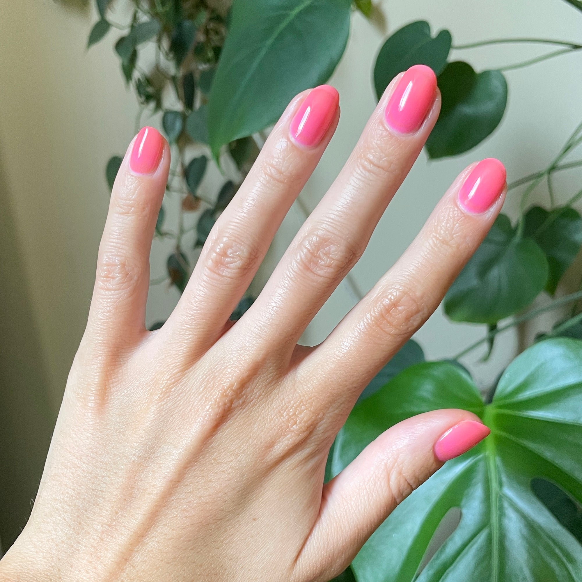 Guava Gloss、mySite、solidvoid