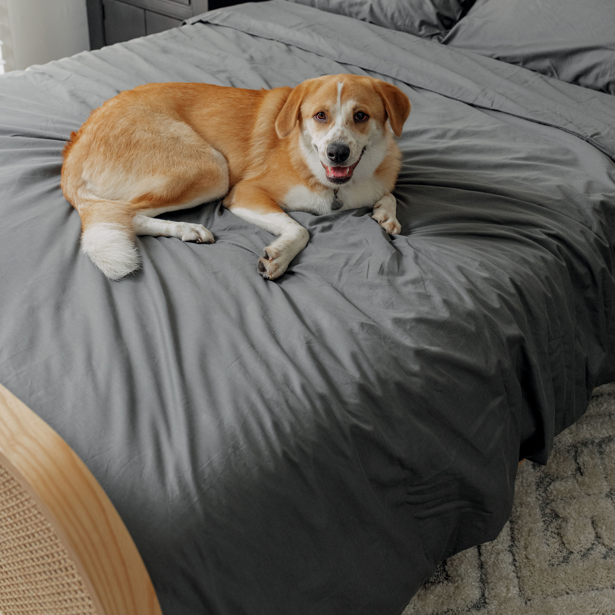 PupSheets™ Hair Resistant, Antimicrobial & Cooling Duvet Cover and Sham Set - Graphite、mySite、solidvoid