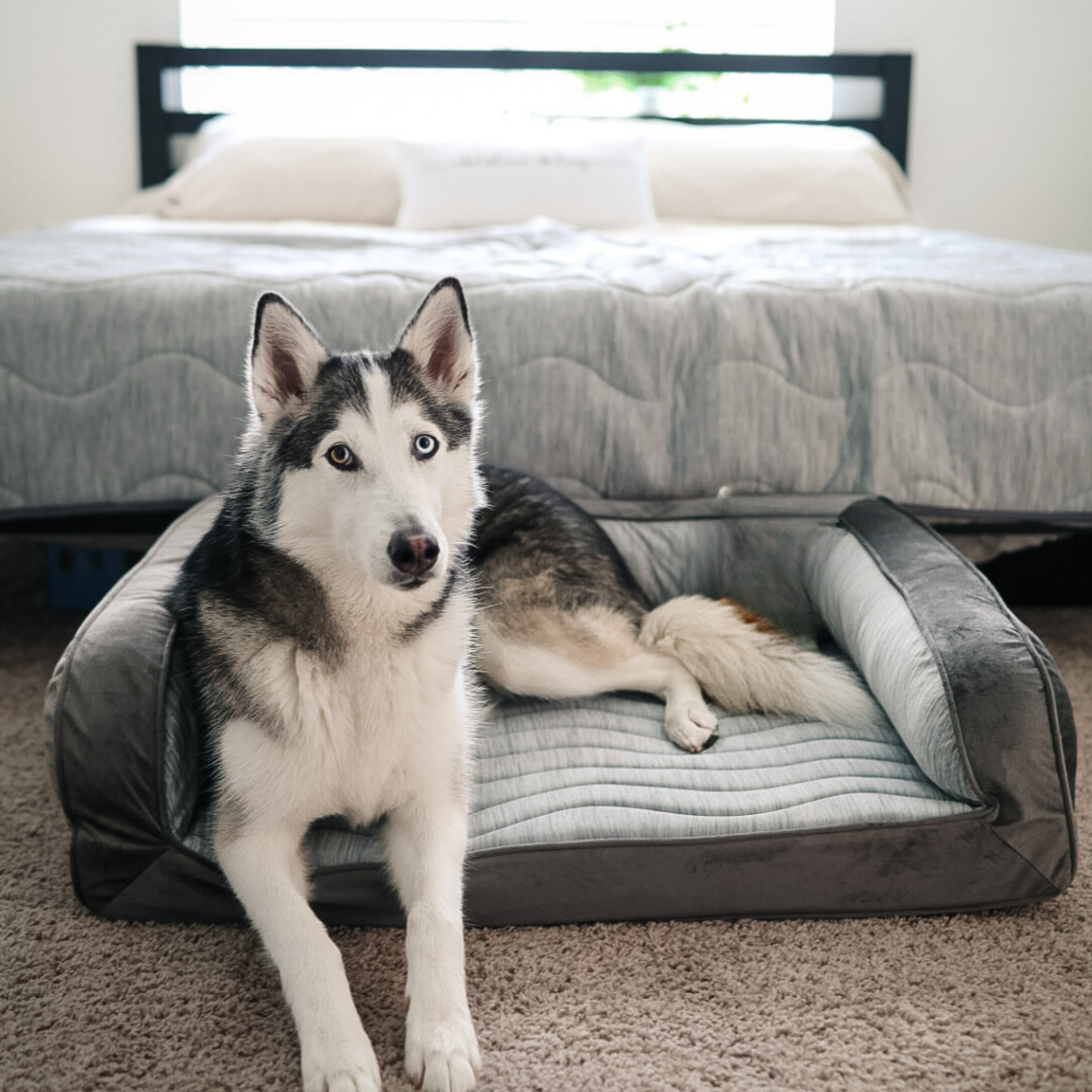 PupChill™ Cooling Bolster Dog Bed + Waterproof Blanket Bundle - Arctic Grey、mySite、solidvoid
