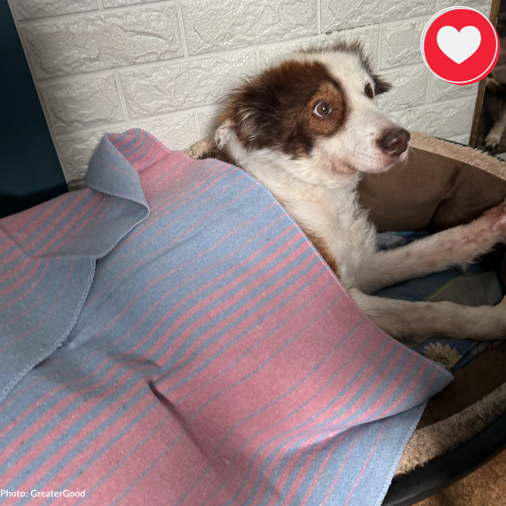 Funded: Help Boy With Two Broken Front Legs Heal、mySite、camillekostekn