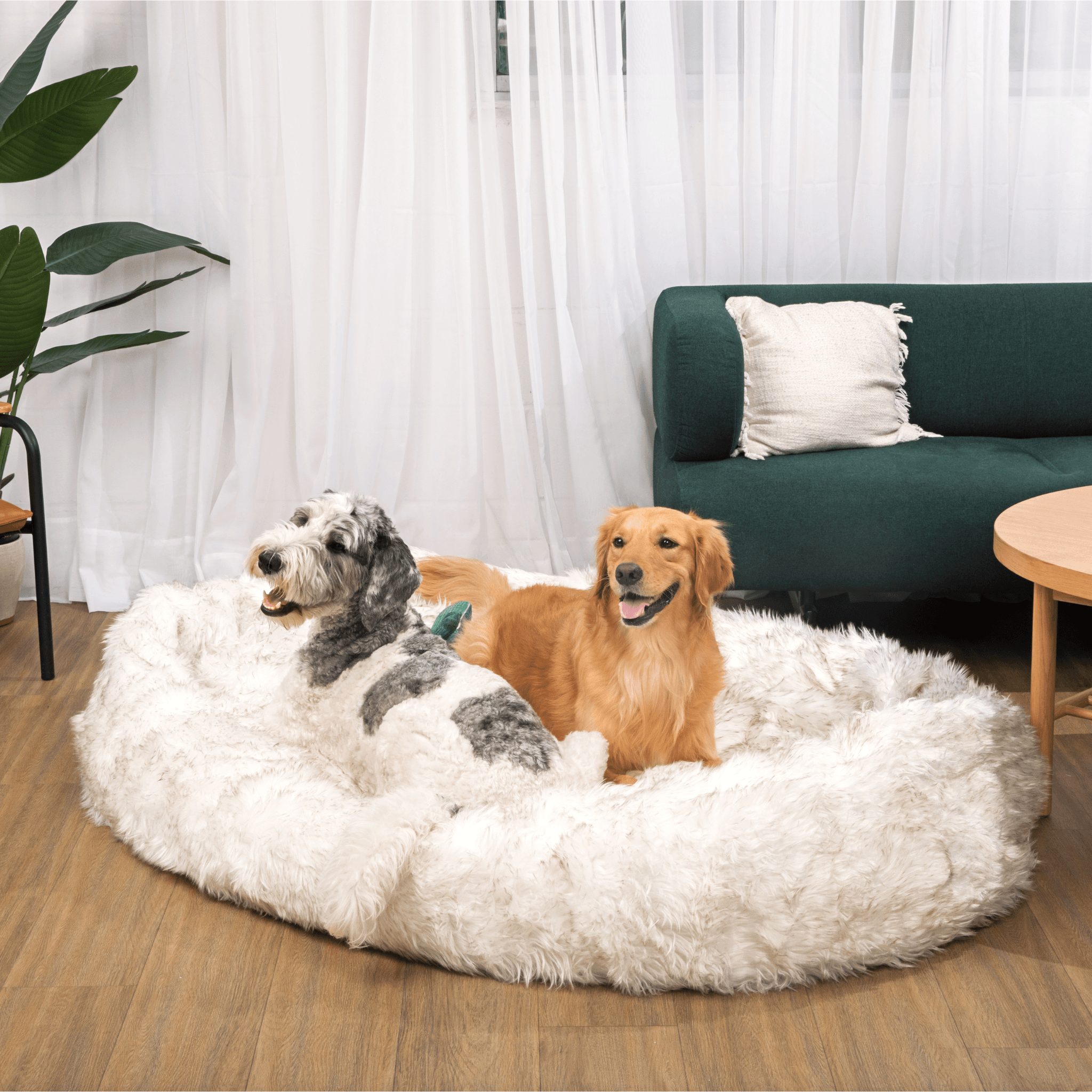 PupCloud™ Human-Size Faux Fur Memory Foam Dog Bed - White with Brown Accents、mySite、solidvoid