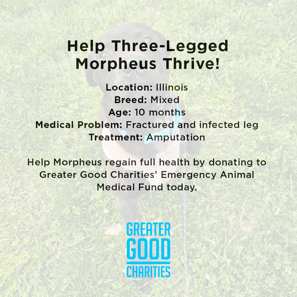 Funded: Help Three-Legged Morpheus Thrive、mySite、camillekostekn