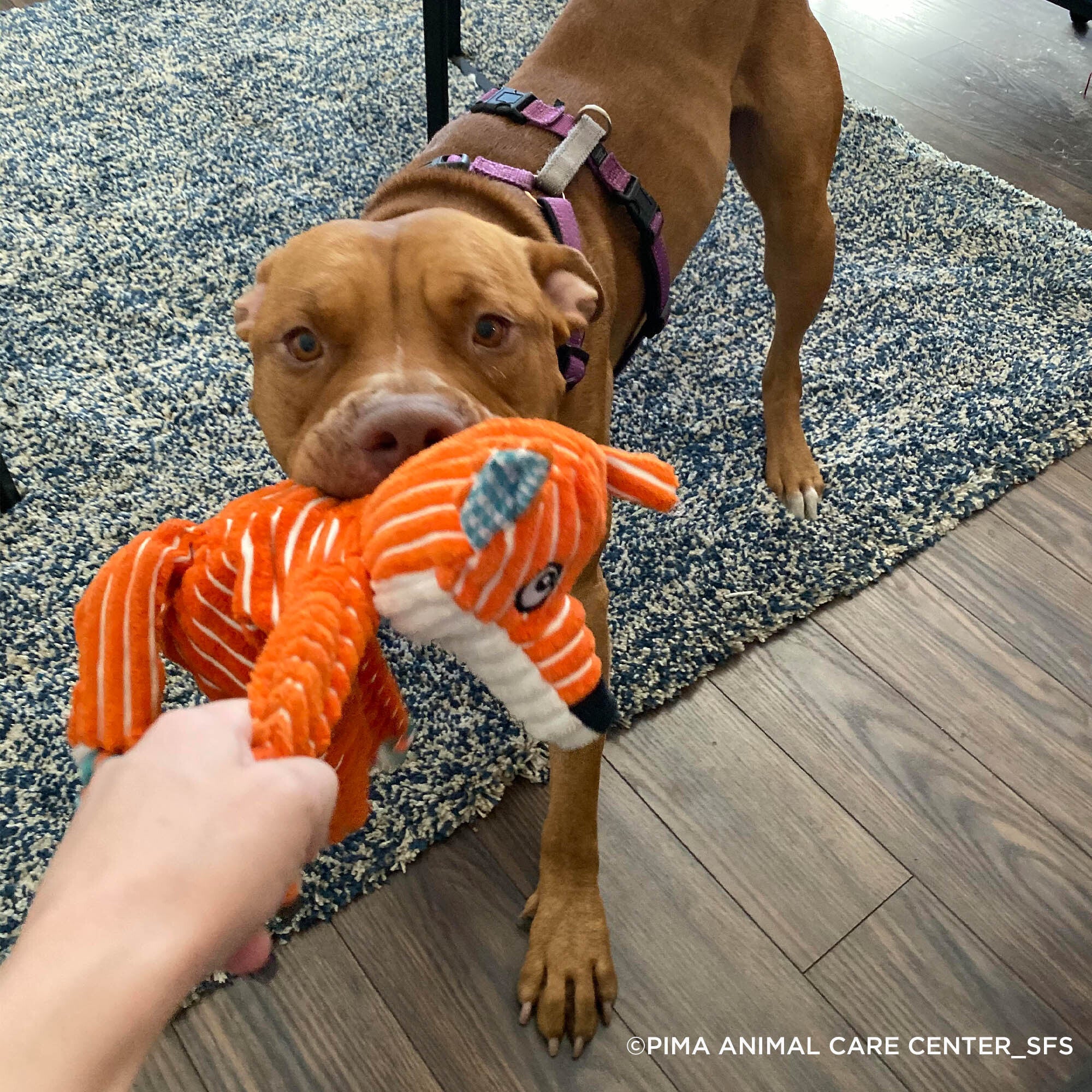 6th Annual Holiday Toy & Treat Drive: Bring Joy To a Shelter Pet、mySite、camillekostekn