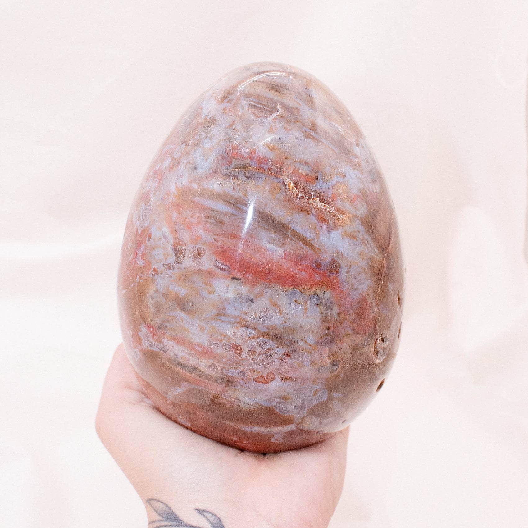 Petrified Wood Egg - AAA Premium Quality、mySite、hinf8tx79