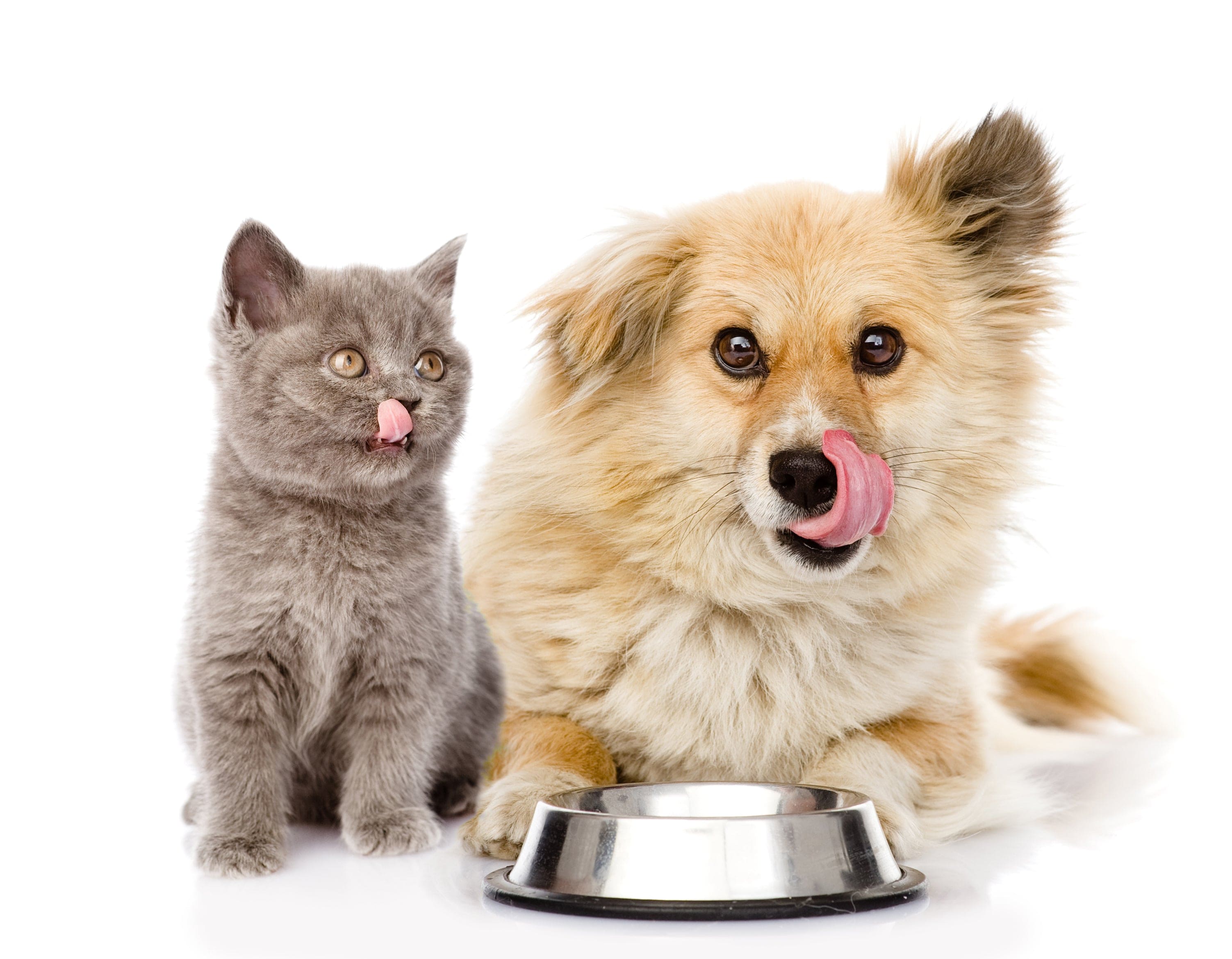Pet Pantry: Animal Treats Buy a Bag of Food for Hungry Pets、mySite、g9winljtr