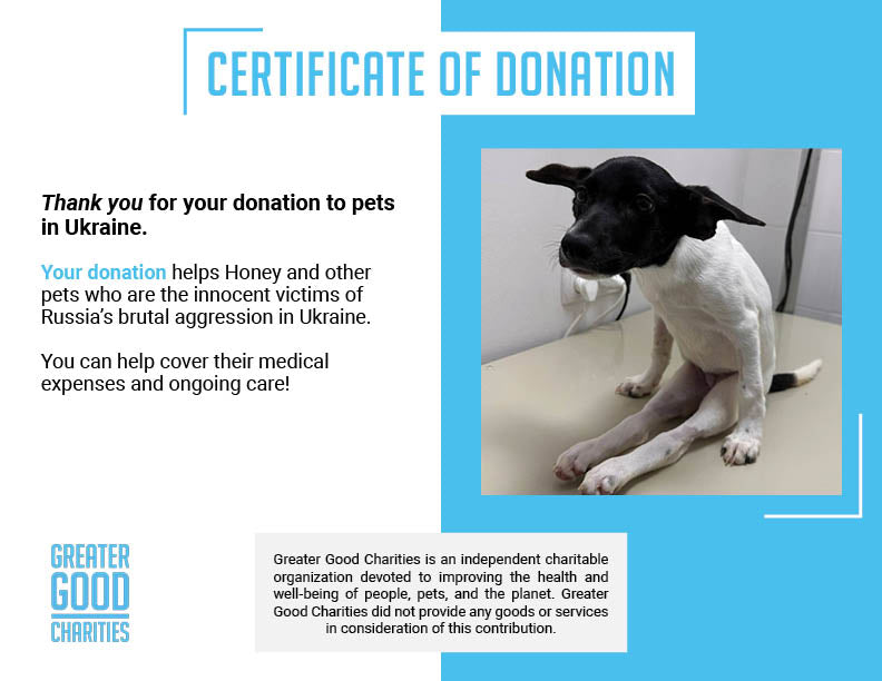 Funded: Help Abandoned Puppy In War Zone Walk Again、mySite、camillekostekn