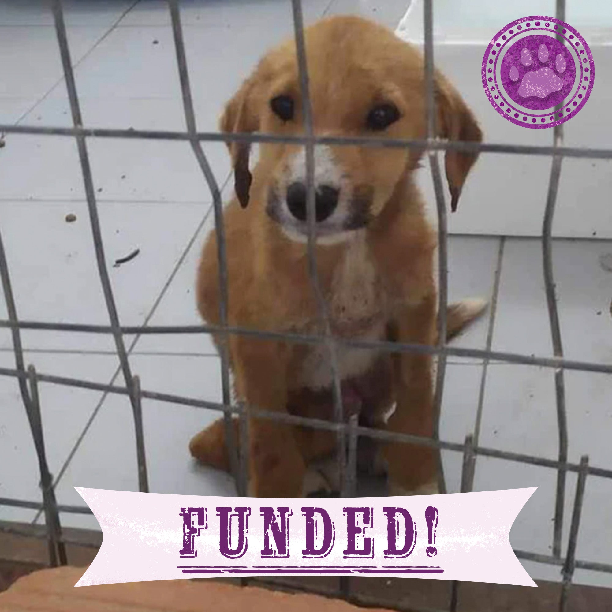 Funded: Help Ares Overcome Sickness and Starvation、mySite、camillekostekn