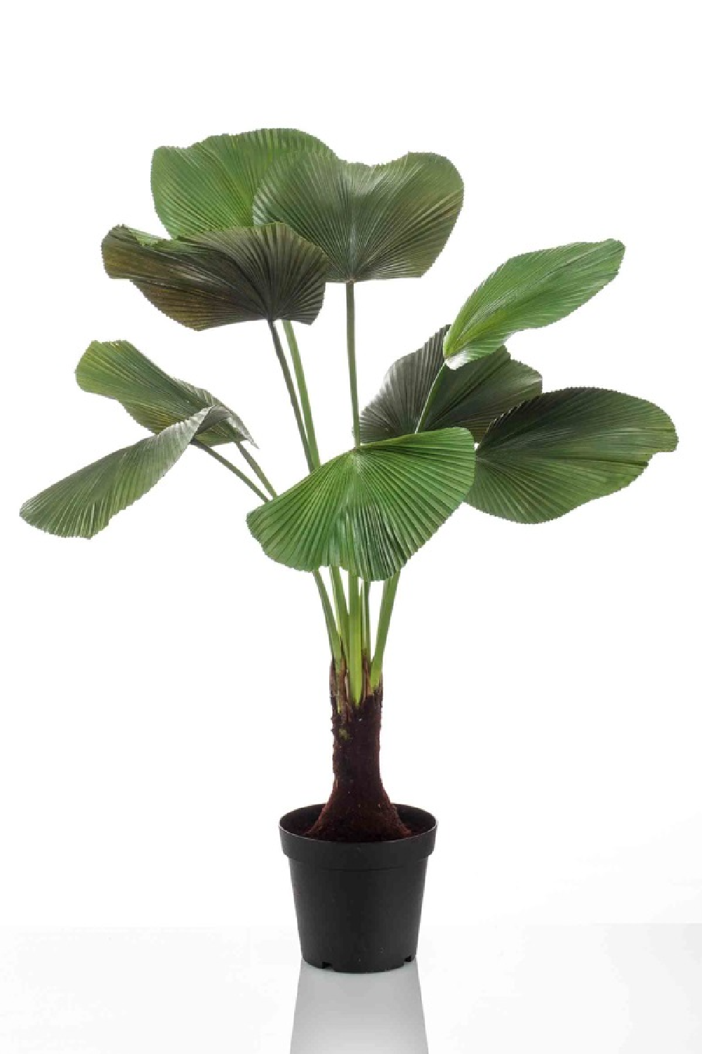 Artificial Ruffled Fan Palm | Emerald Licuala、mySite、neckold