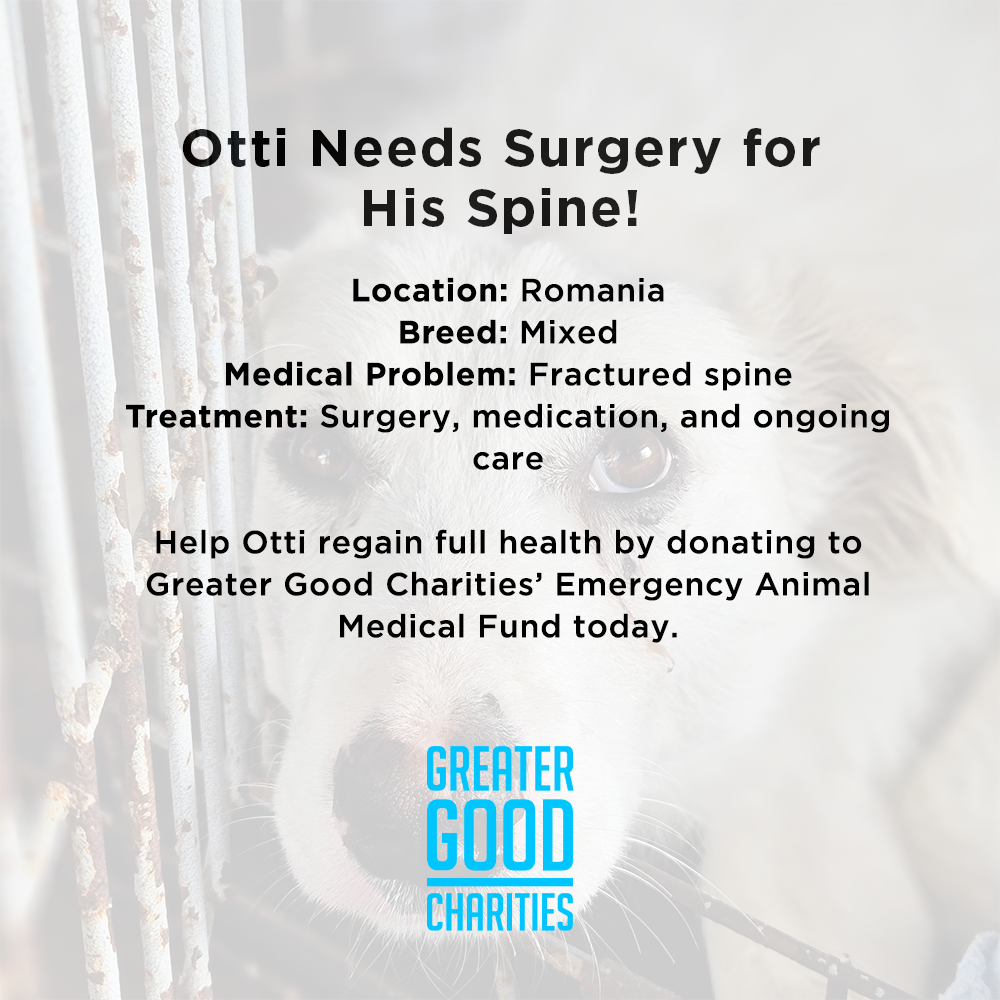 Funded: Help Heal Otti’s Broken Spine、mySite、camillekostekn