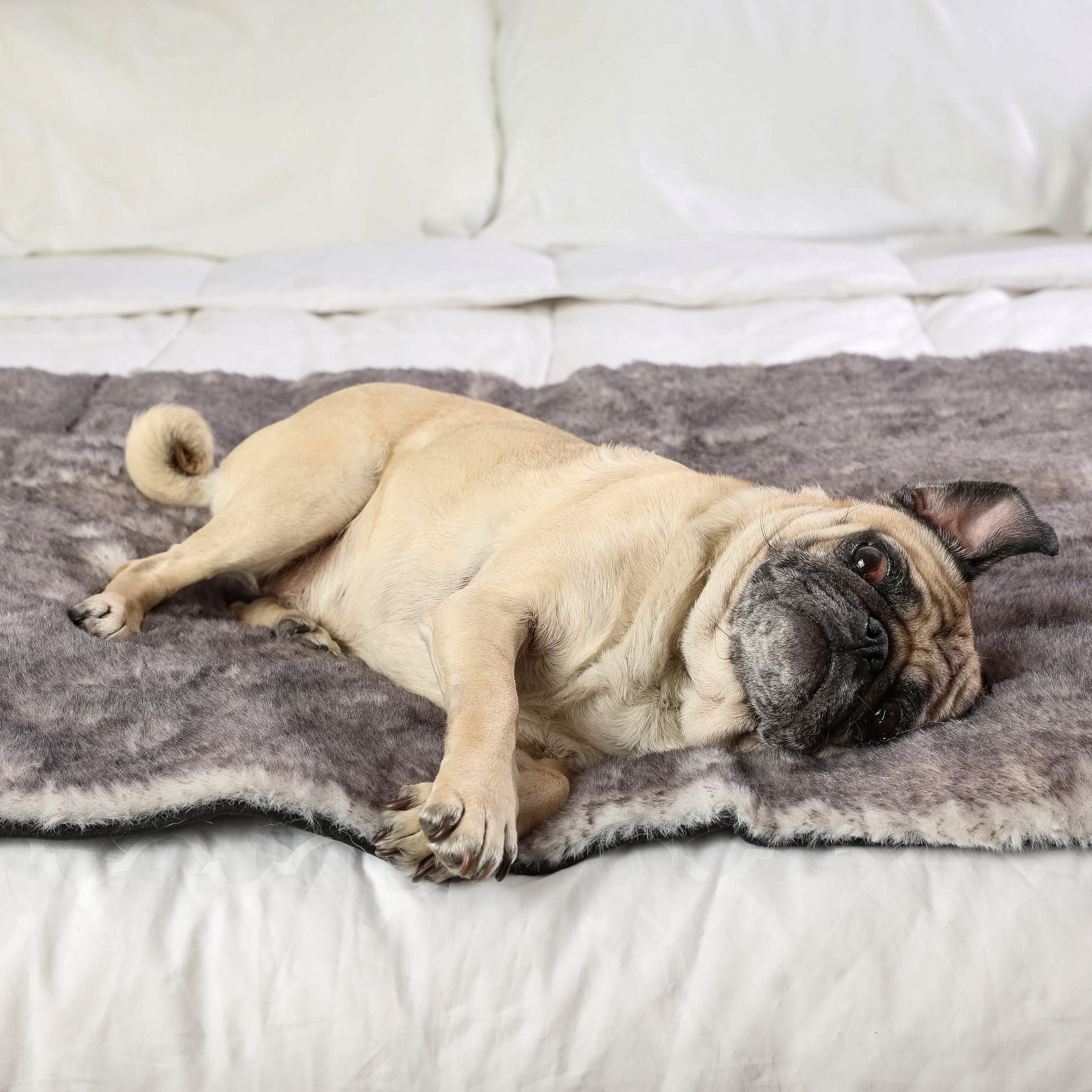 PupProtector™ Luxe Waterproof Bed Runner - Ultra Soft Chinchilla、mySite、solidvoid