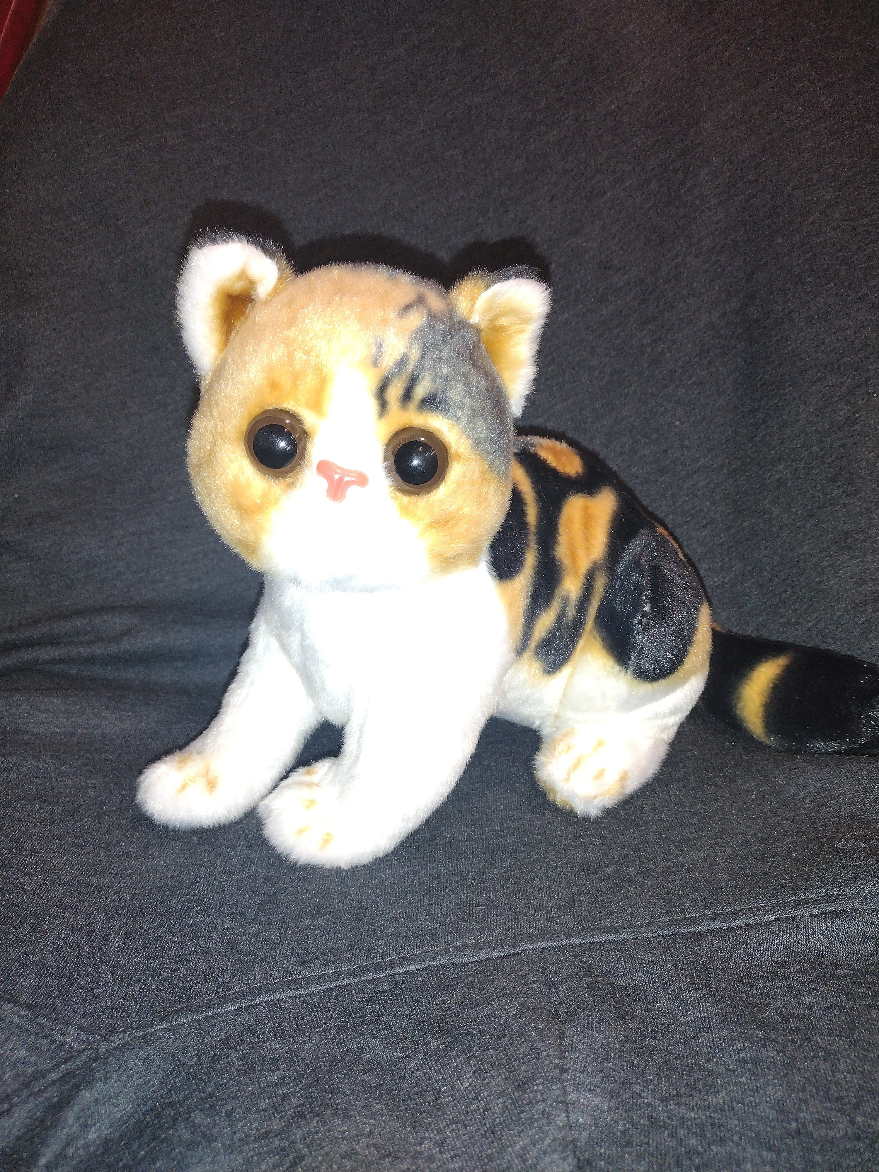 Grey Tabby and Calico Exotic Short Hair Plush Cats、mySite、g9winljtr