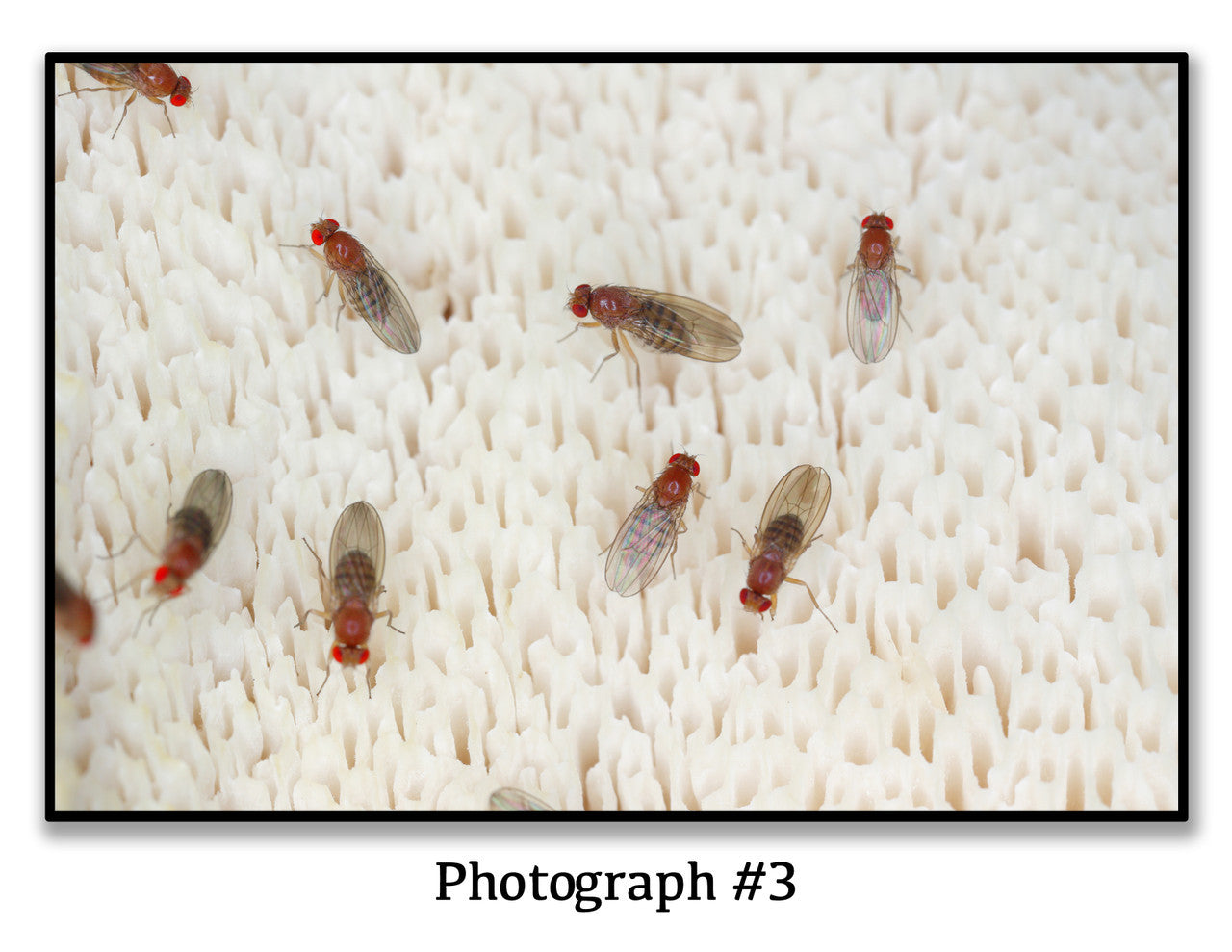 Science Fair Mystery Classroom Kit、mySite、lovesweatpilates