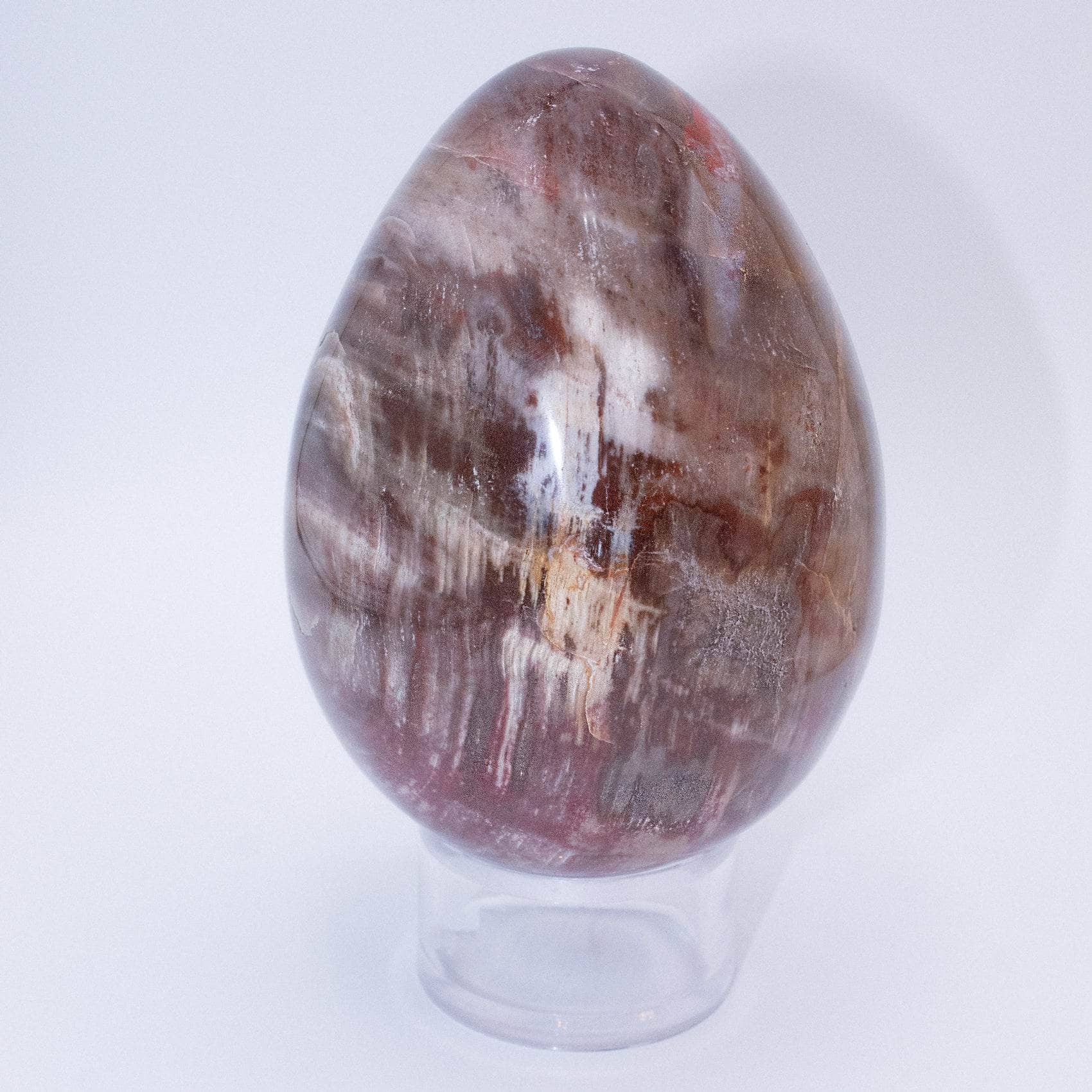 Petrified Wood Egg - AAA Premium Quality、mySite、hinf8tx79