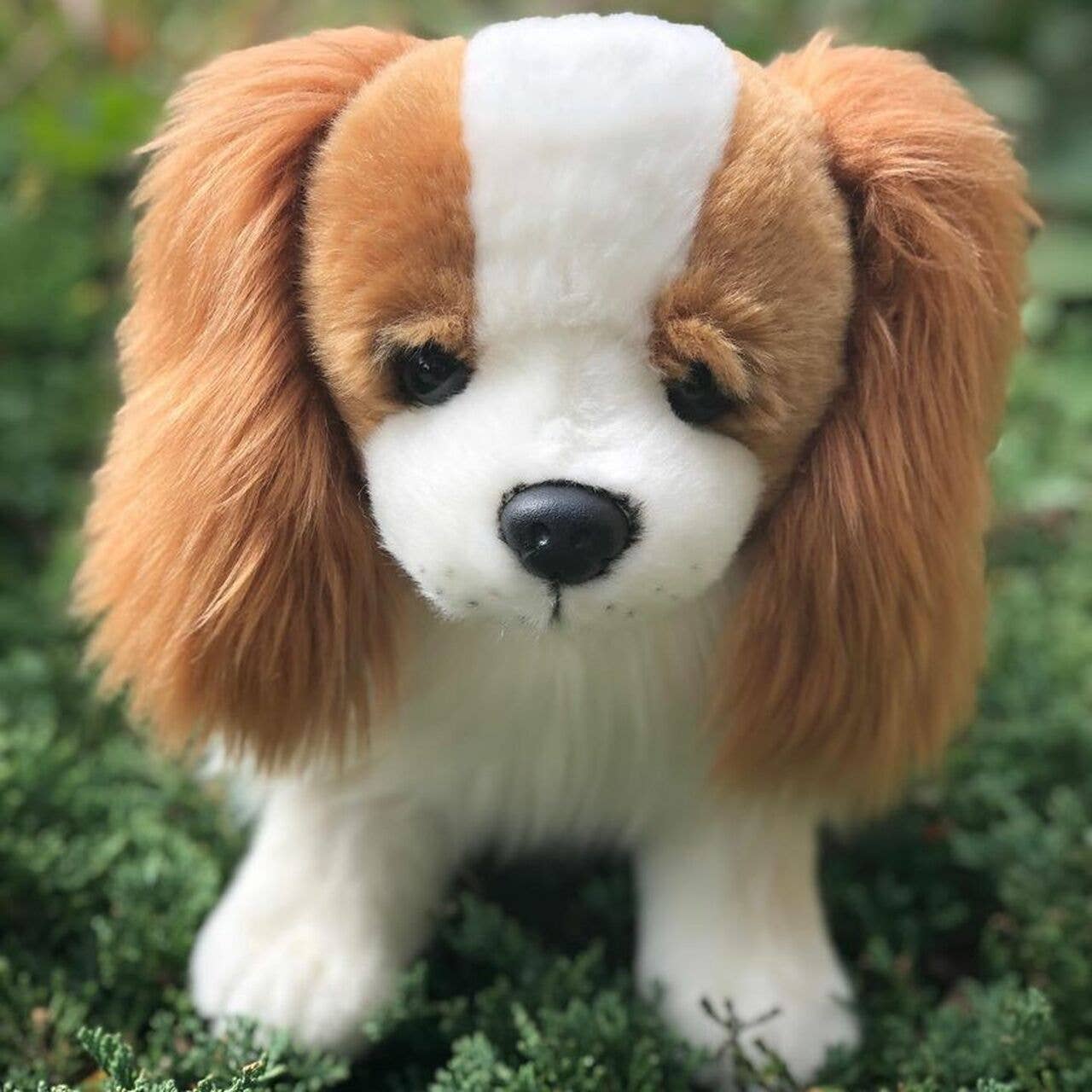 Plush Cavalier King Charles Spaniel、mySite、g9winljtr