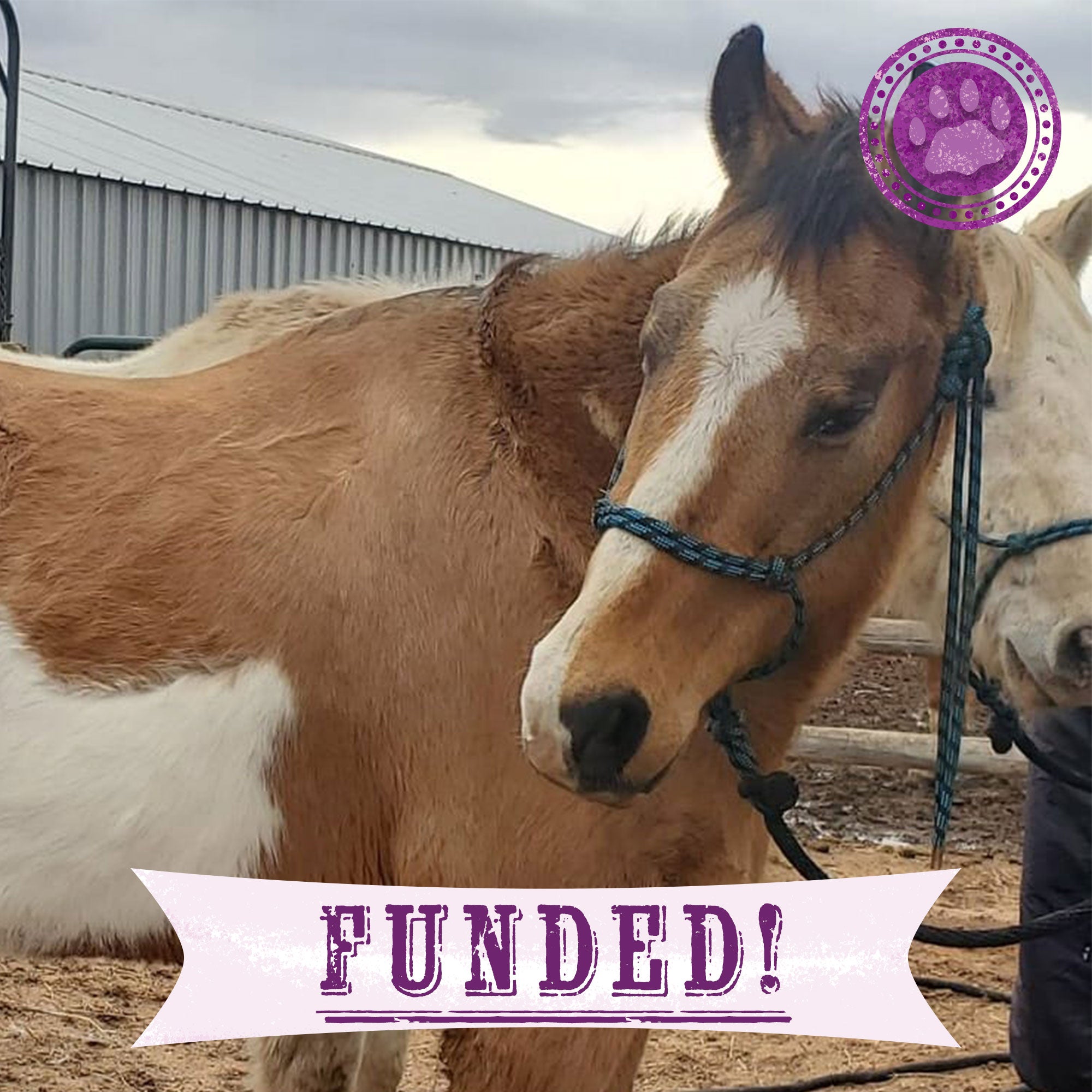 Funded - Save Emaciated Horse Named Cash、mySite、camillekostekn