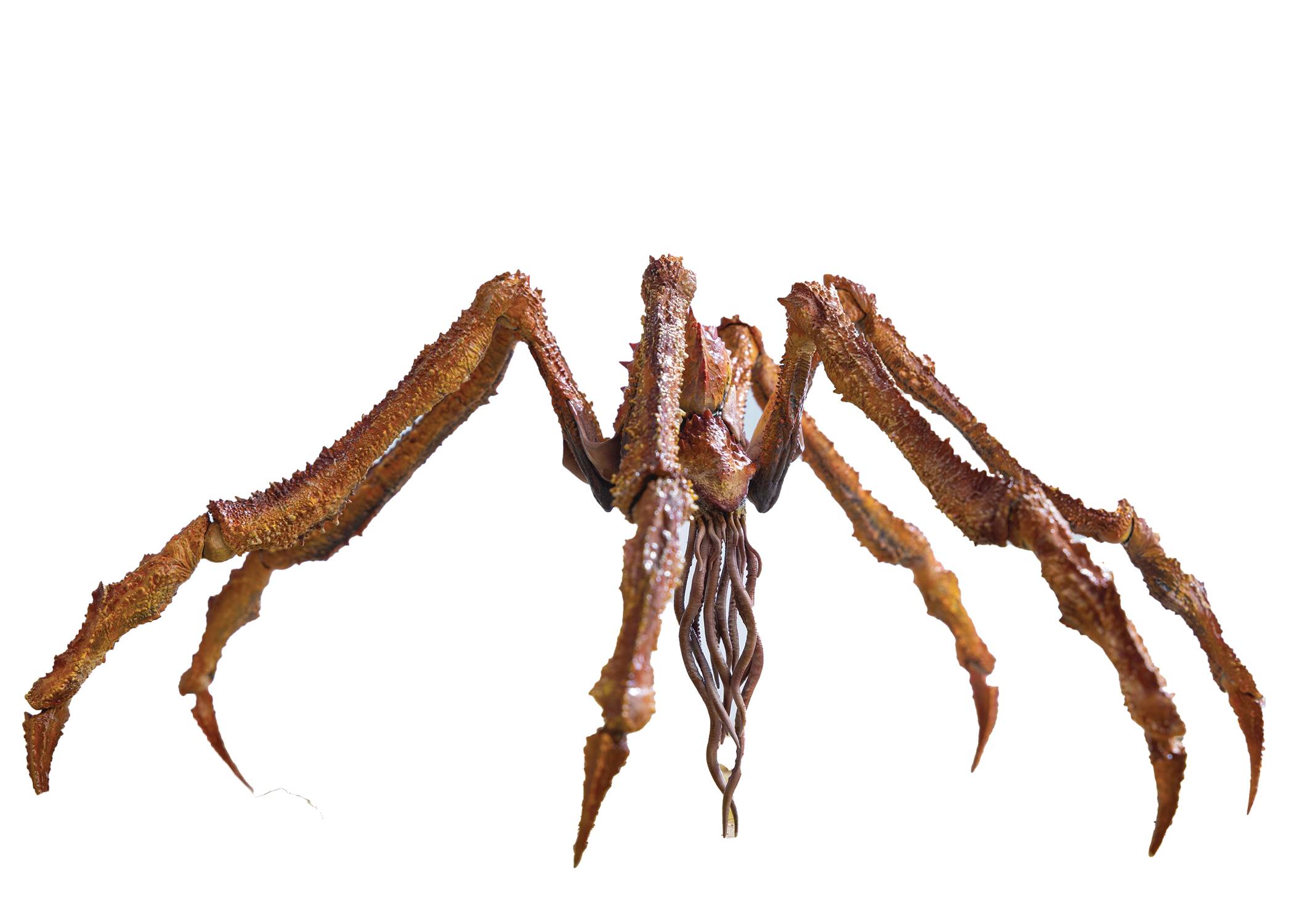 Hiya Toys Exquisite Basic Godzilla x Kong: The New Empire Scylla (Previews Exclusive)、mySite、hgirdovlk