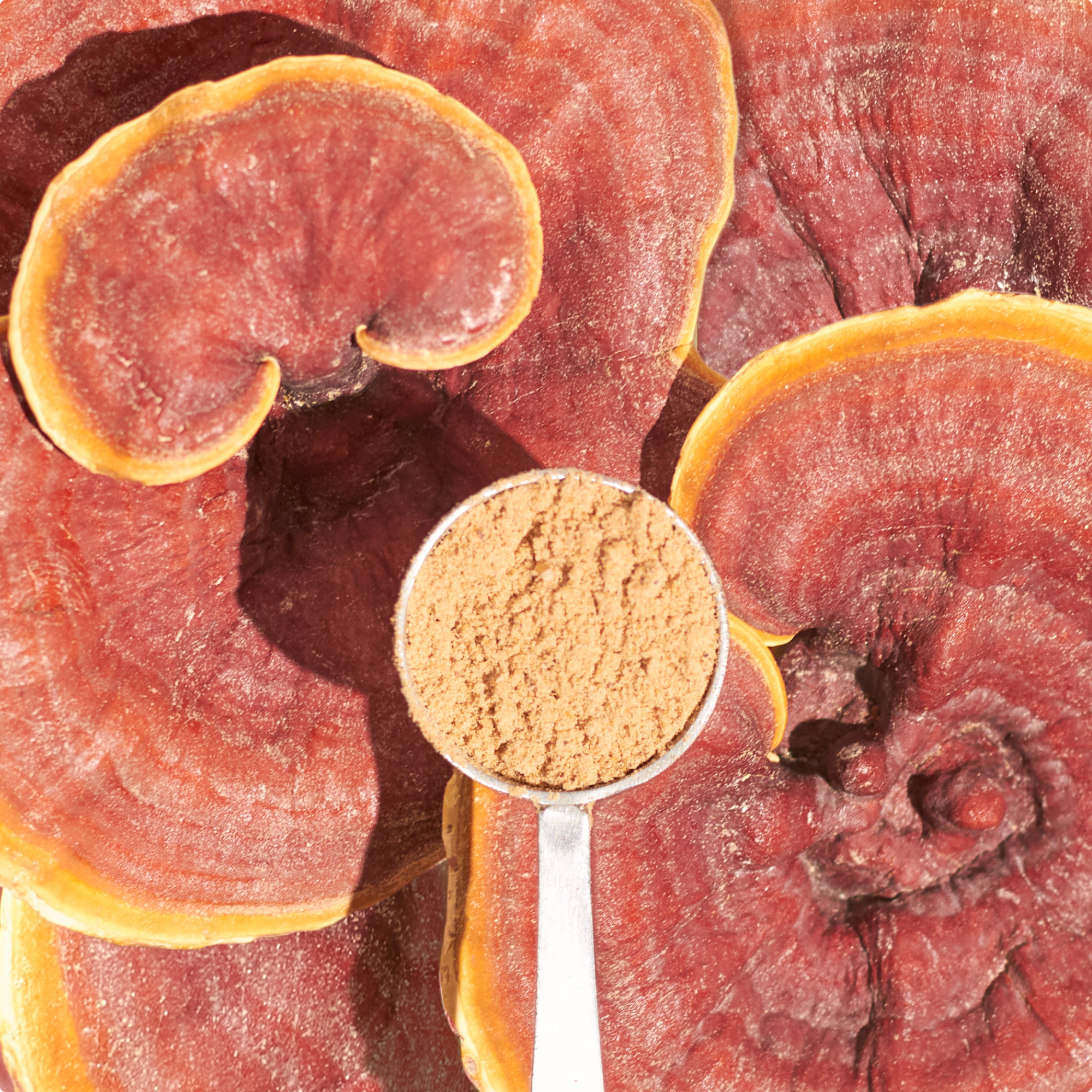 Organic Reishi Mushroom Powder、mySite、gigharbornorthrealestate