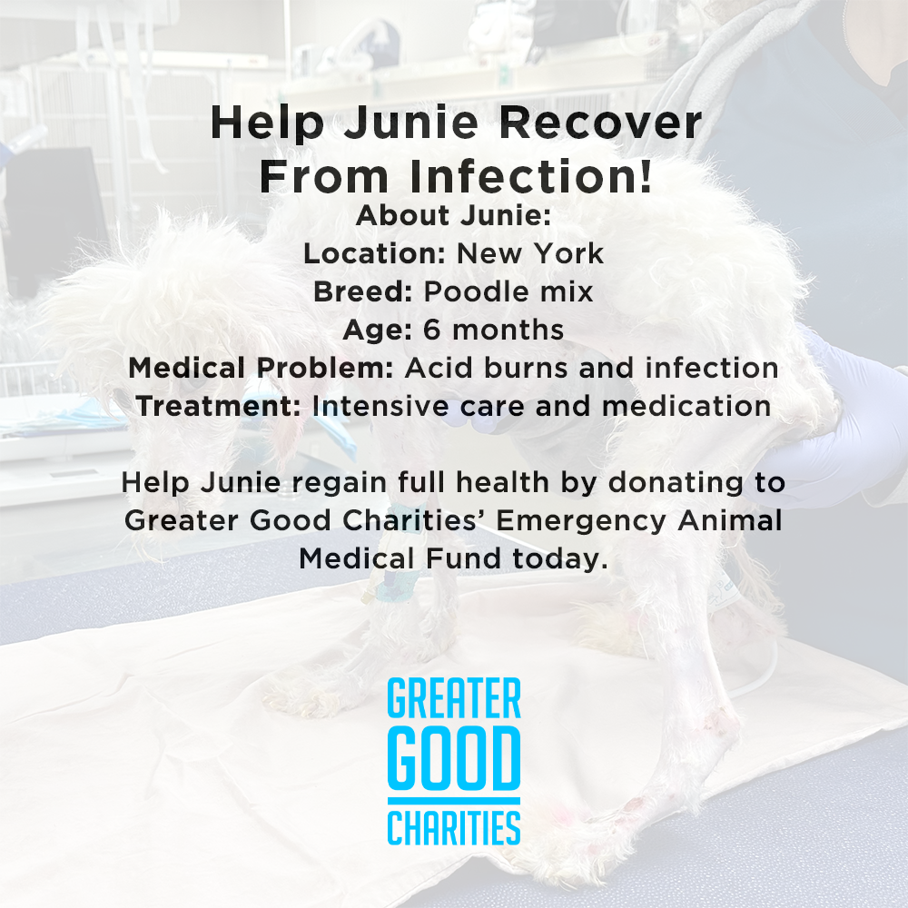 Funded - Help Junie Recover From Infection、mySite、camillekostekn
