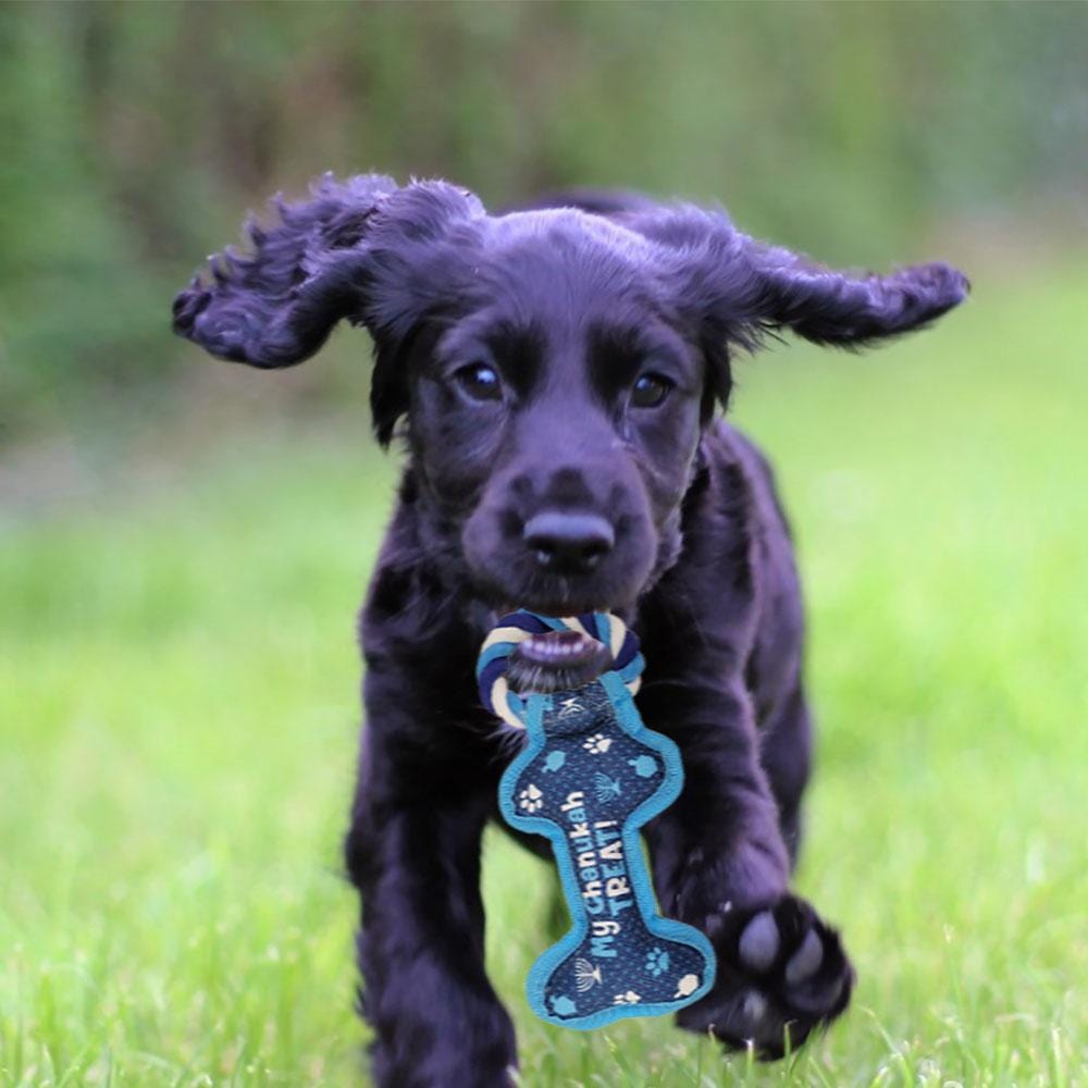 Chewdaica™ Chanukah Bone Squeaky Dog Toy、mySite、topwebapps