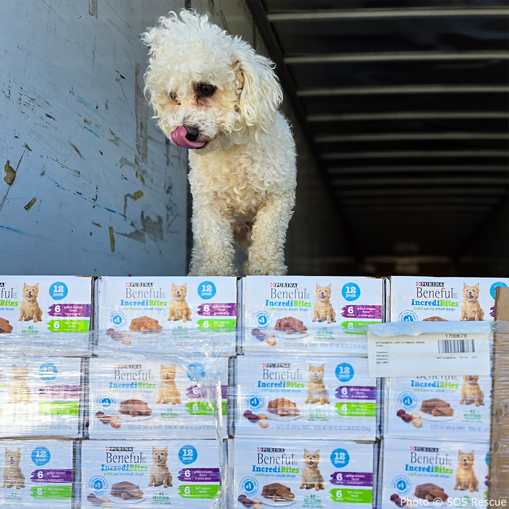 Send a Care Package to a Shelter Pet this Holiday Season、mySite、camillekostekn