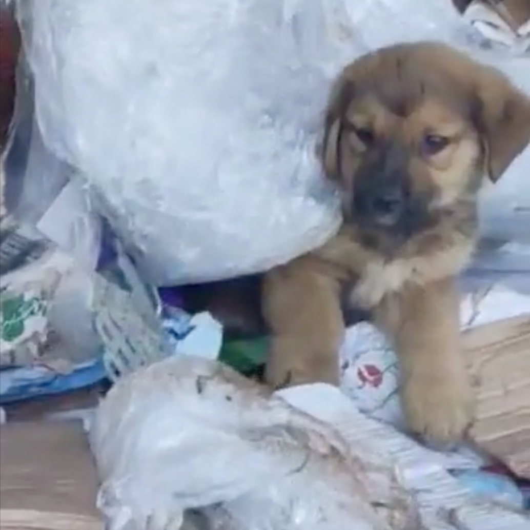 Thousands of Sick and Starving Dogs Need Urgent Care、mySite、camillekostekn