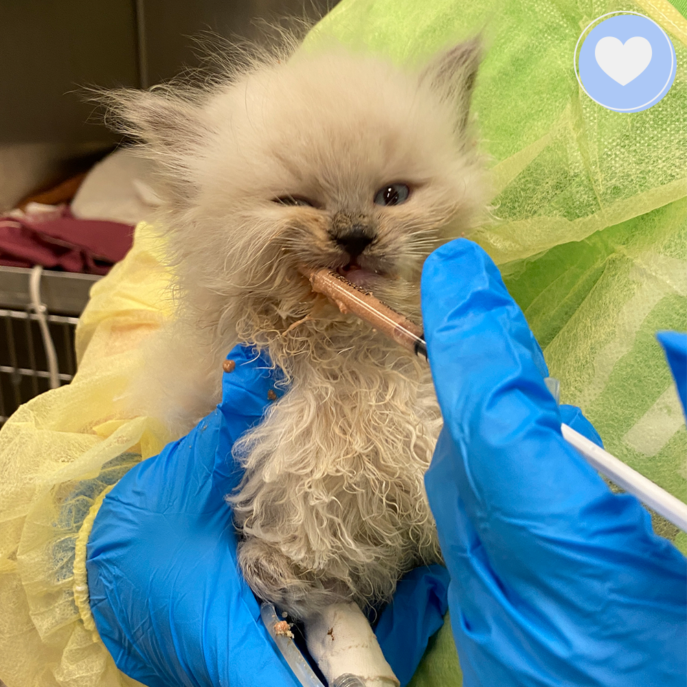 Funded: 100 Neglected Cats & Kittens Need Help Immediately、mySite、camillekostekn