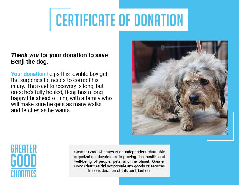 Funded: Help Benji Get His Groove Back with Leg Surgery、mySite、camillekostekn