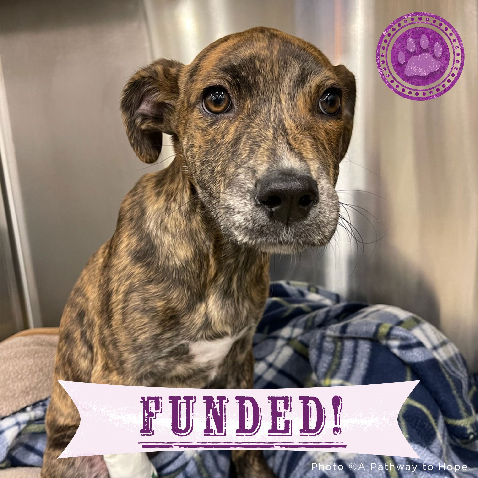 Funded - Help Baylie Recover From a Hit and Run、mySite、camillekostekn