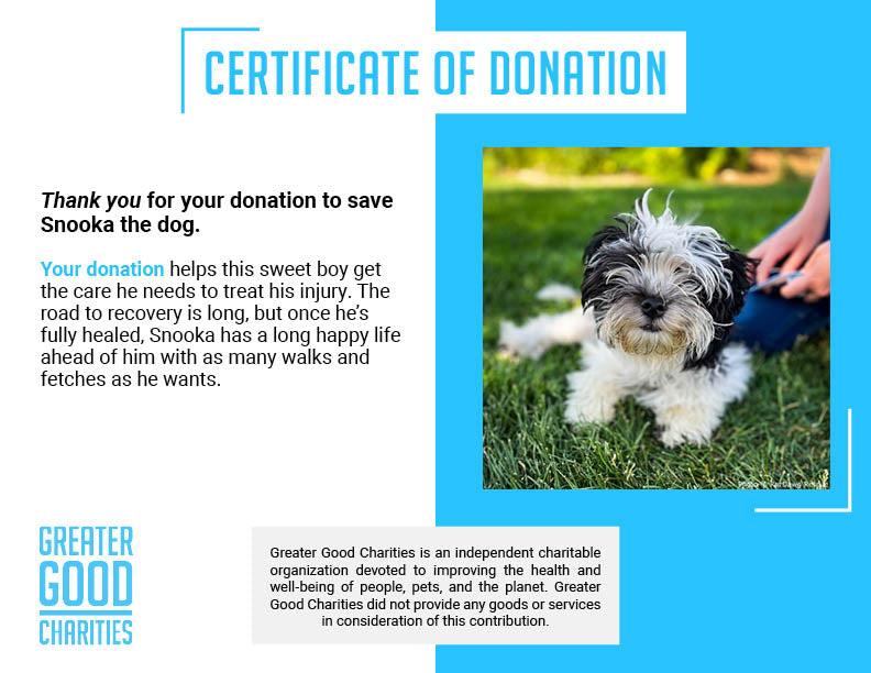 Funded: Help Snooka Run and Play After Leg Fracture、mySite、camillekostekn