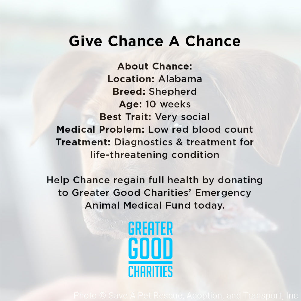 Funded - Give Chance A Chance: Fund Emergency Blood Transfusion、mySite、camillekostekn