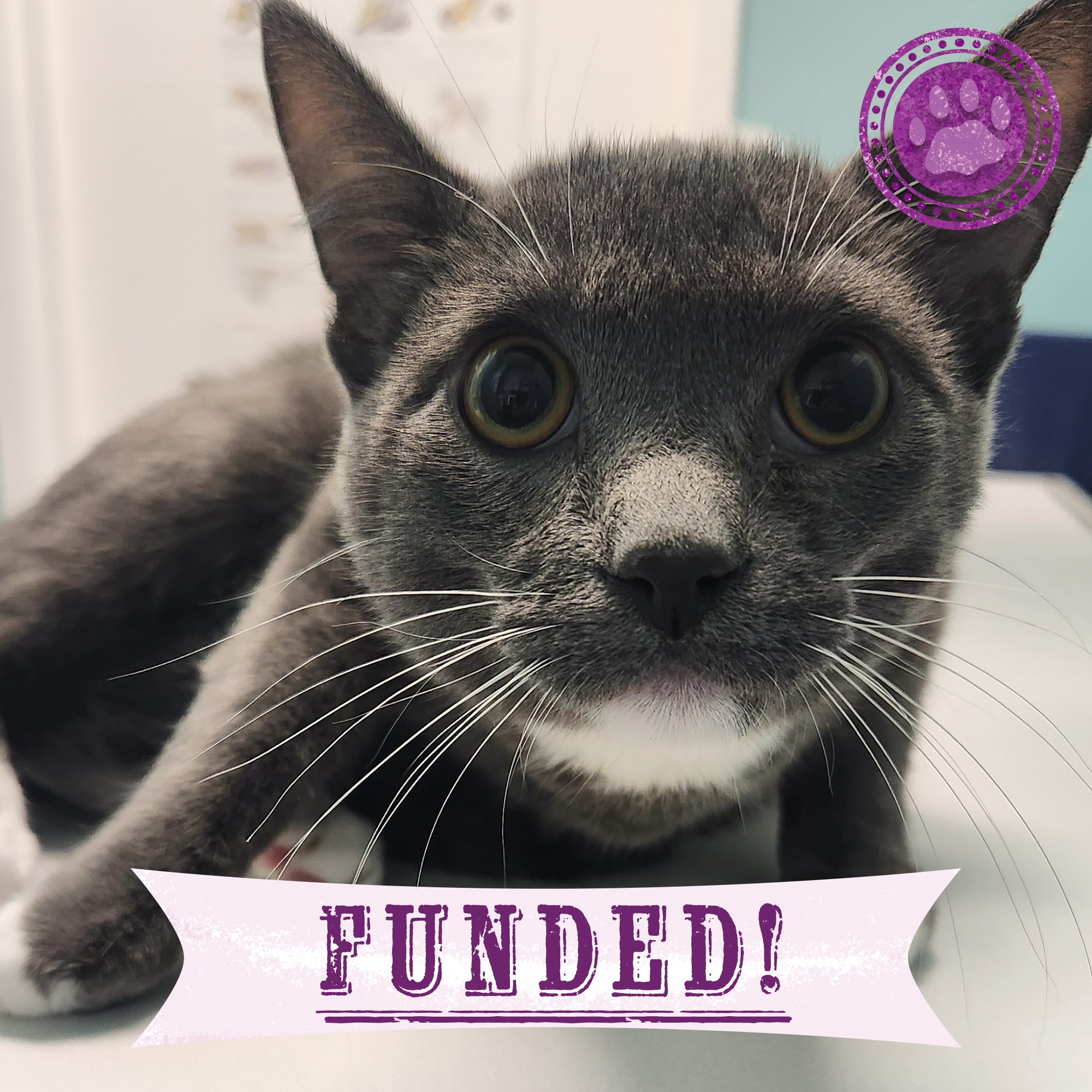 Funded: Help Zeek Walk Without Pain、mySite、camillekostekn