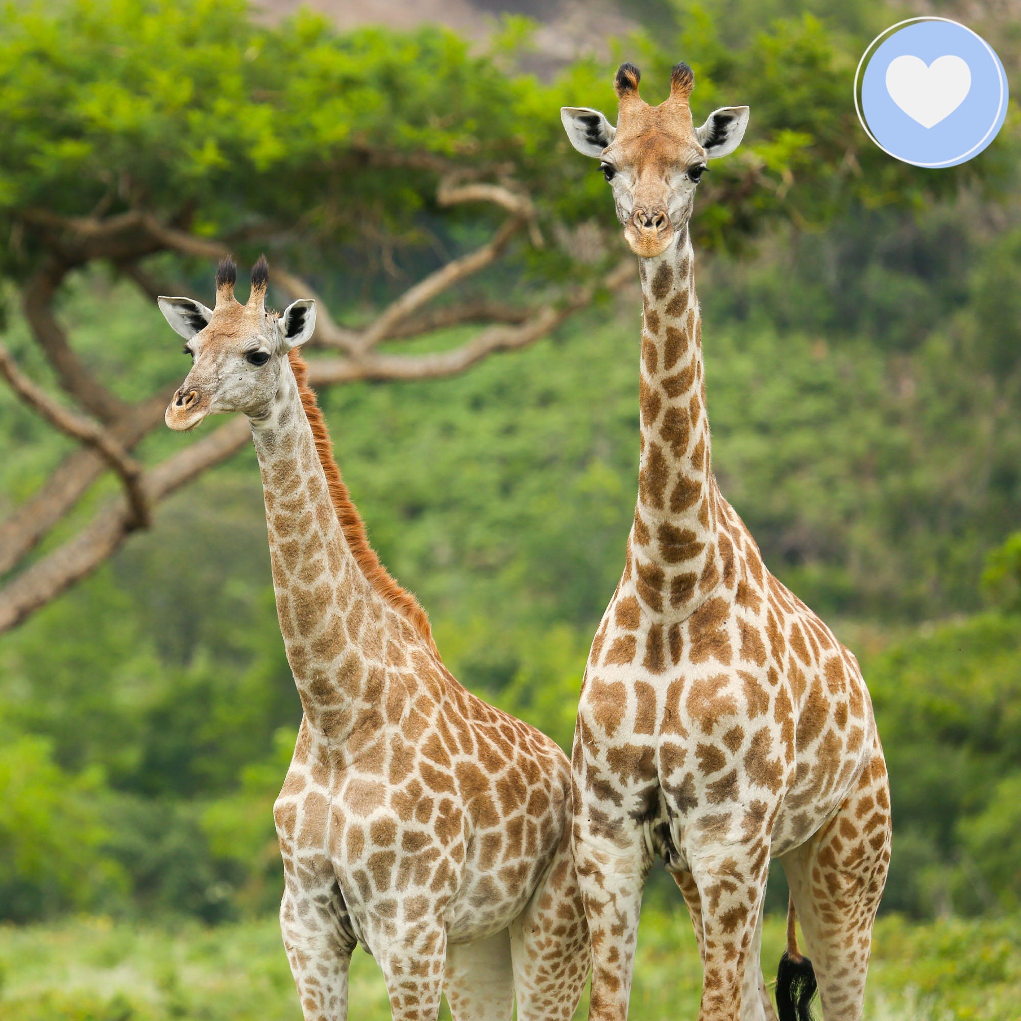 Giving Tuesday: Act Now Before Critically Endangered Species Disappear、mySite、camillekostekn