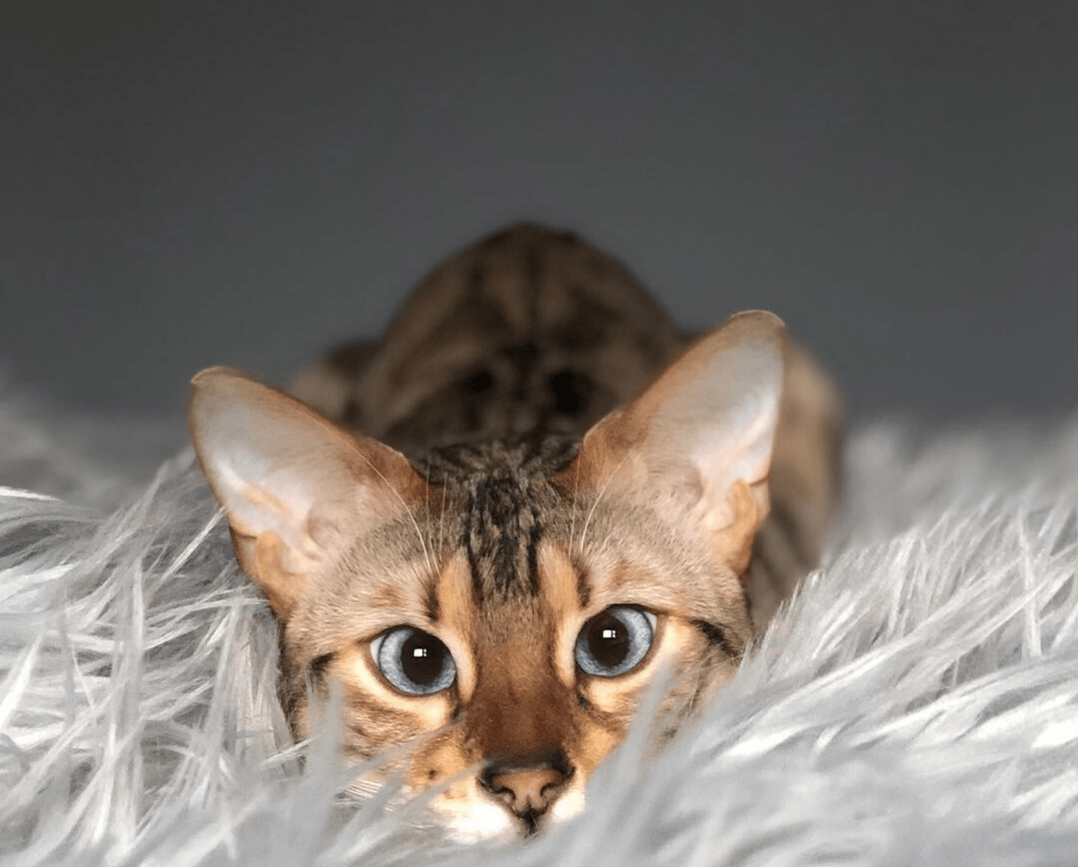 CatNap™ Anti-Scratch & Waterproof Throw Blanket - Grey、mySite、solidvoid