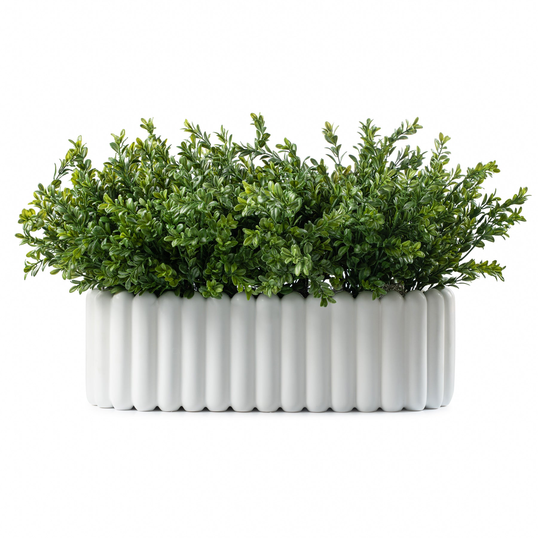  DH Scallop Oval Boxwood Pot、mySite、elrpsem3k