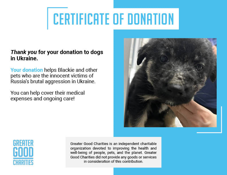 Funded: Help Malnourished Puppy Rescued From War Zone、mySite、camillekostekn