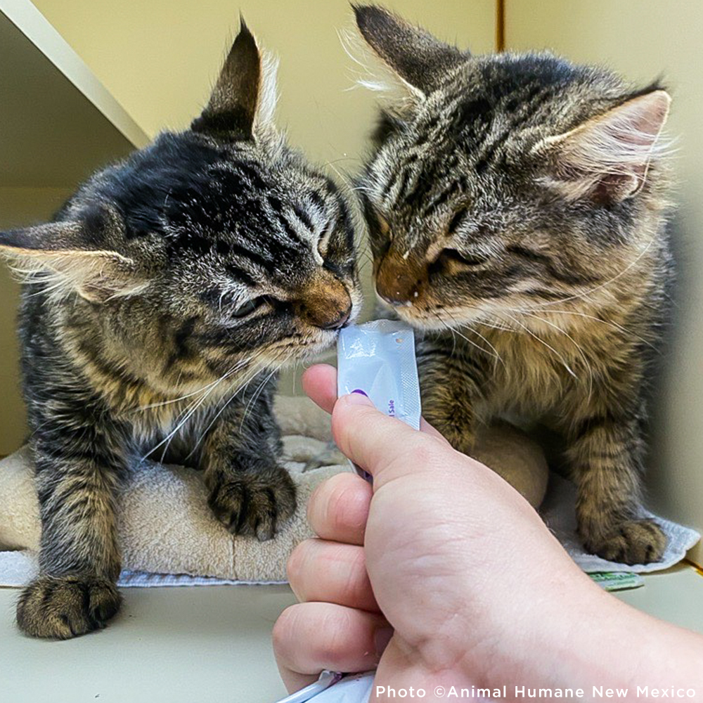 6th Annual Holiday Toy & Treat Drive: Bring Joy To a Shelter Pet、mySite、camillekostekn