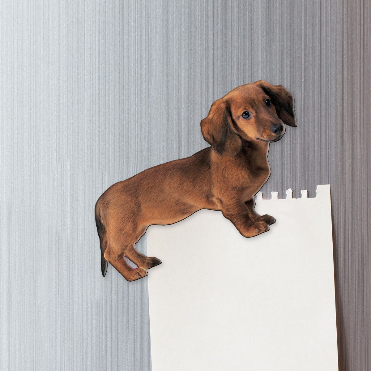  Fridge Magnet - Dachshund Dog、mySite、ghnorth