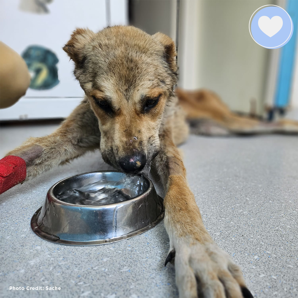 Funded: Hienna Needs Help Healing After Neglect、mySite、camillekostekn