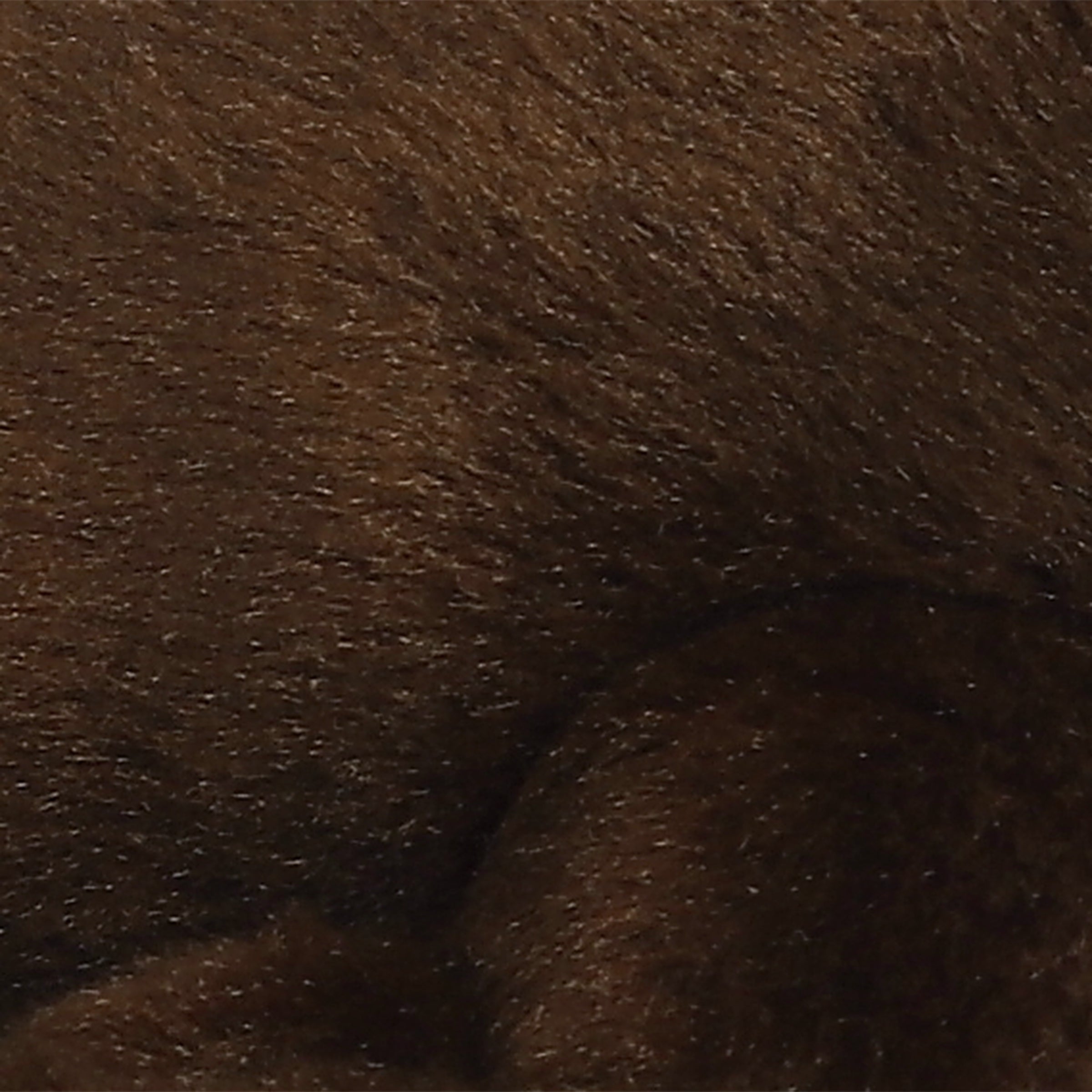 Aurora® - Mini Flopsie™ - 8 California Sea Lion、mySite、g9winljtr