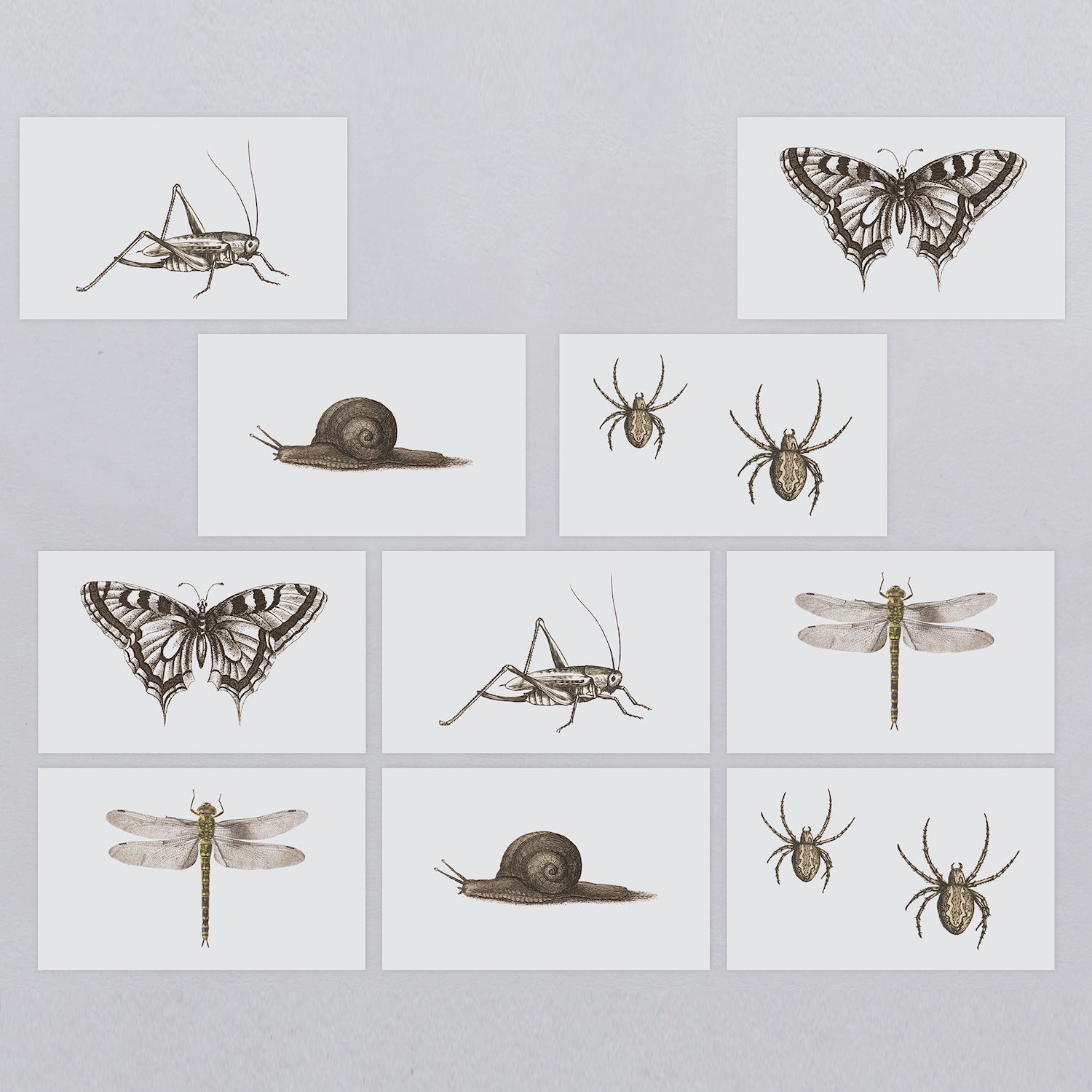  Insects Tattly Temporary Tattoos Tiny Tin、mySite、ghnorth